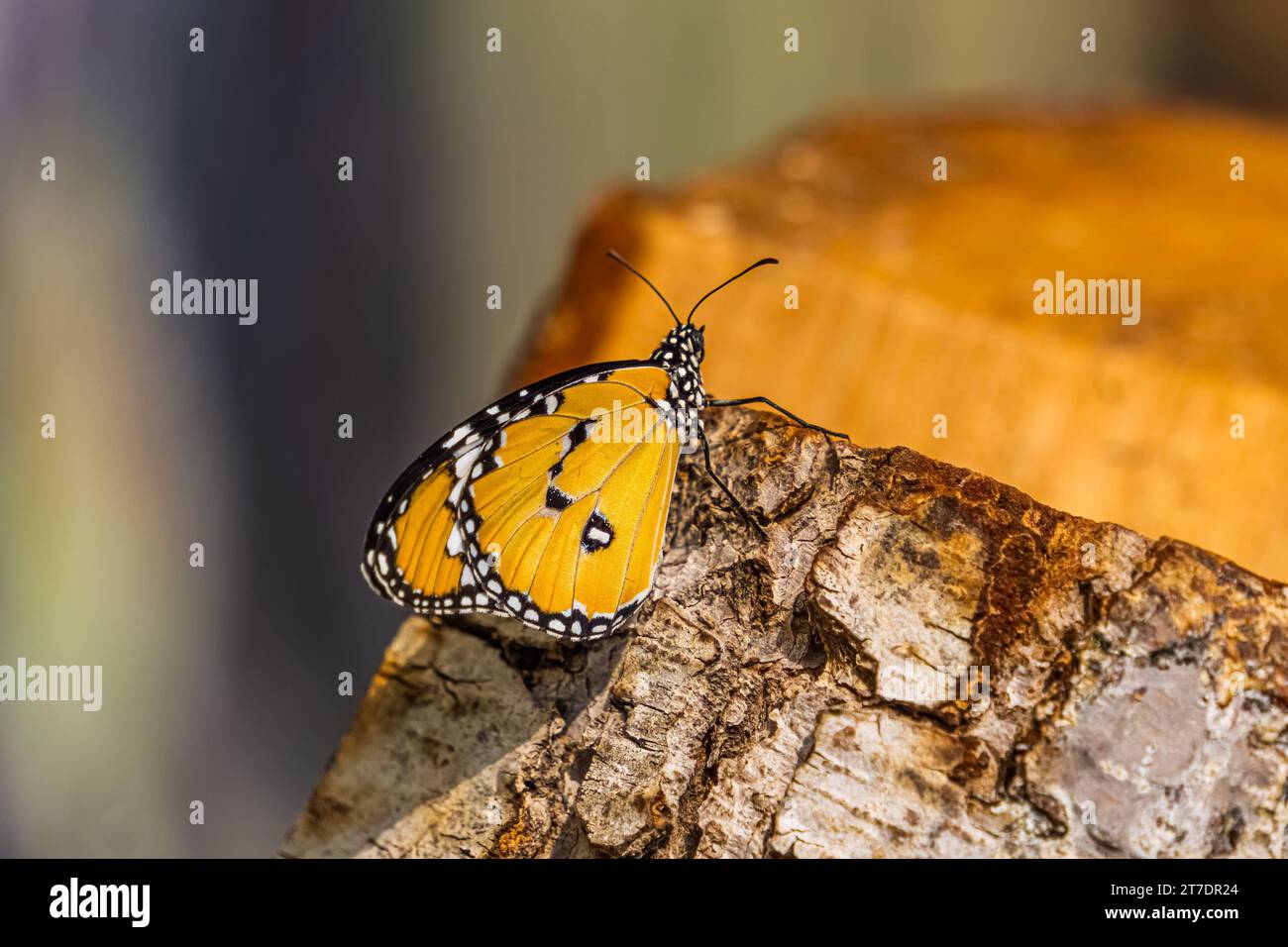 Farfalla tigre (Danaus chrysippus, monarca africano) riposa. Vista laterale della farfalla arancione. Foto Stock