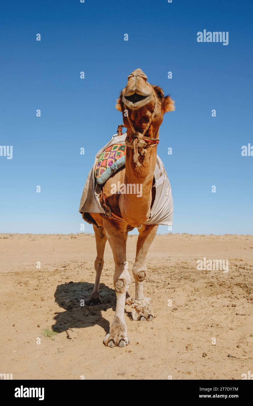 Primo piano di un dromedario nel deserto, nel deserto di Kysylkum, uzbekistan Foto Stock
