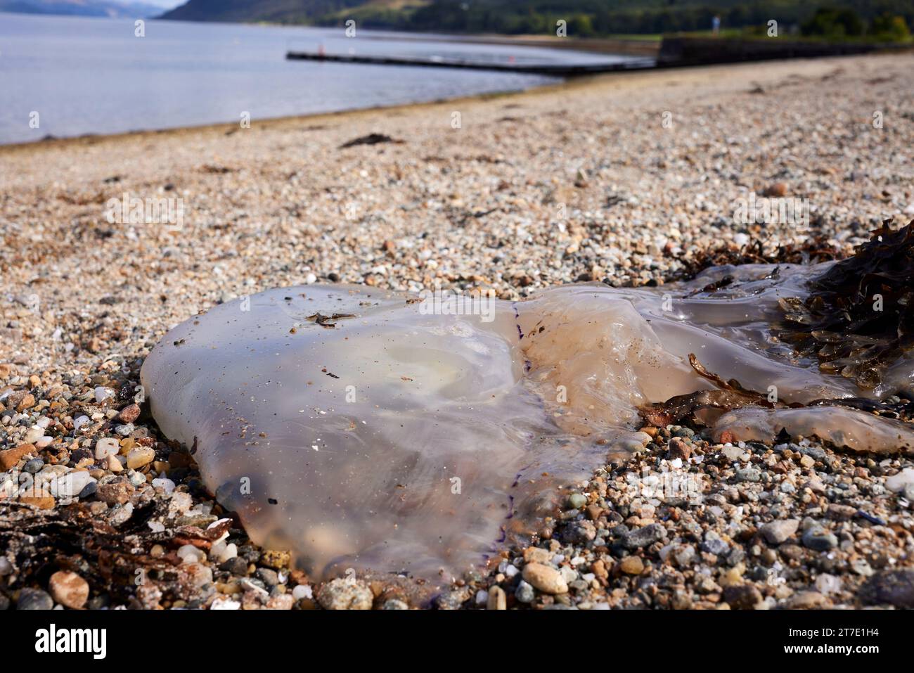 Bloccata dalla marea in ritirata, una medusa attende la prossima alta marea per riprendersi dalla spiaggia di Otter Ferry. Argyll, Scozia Foto Stock