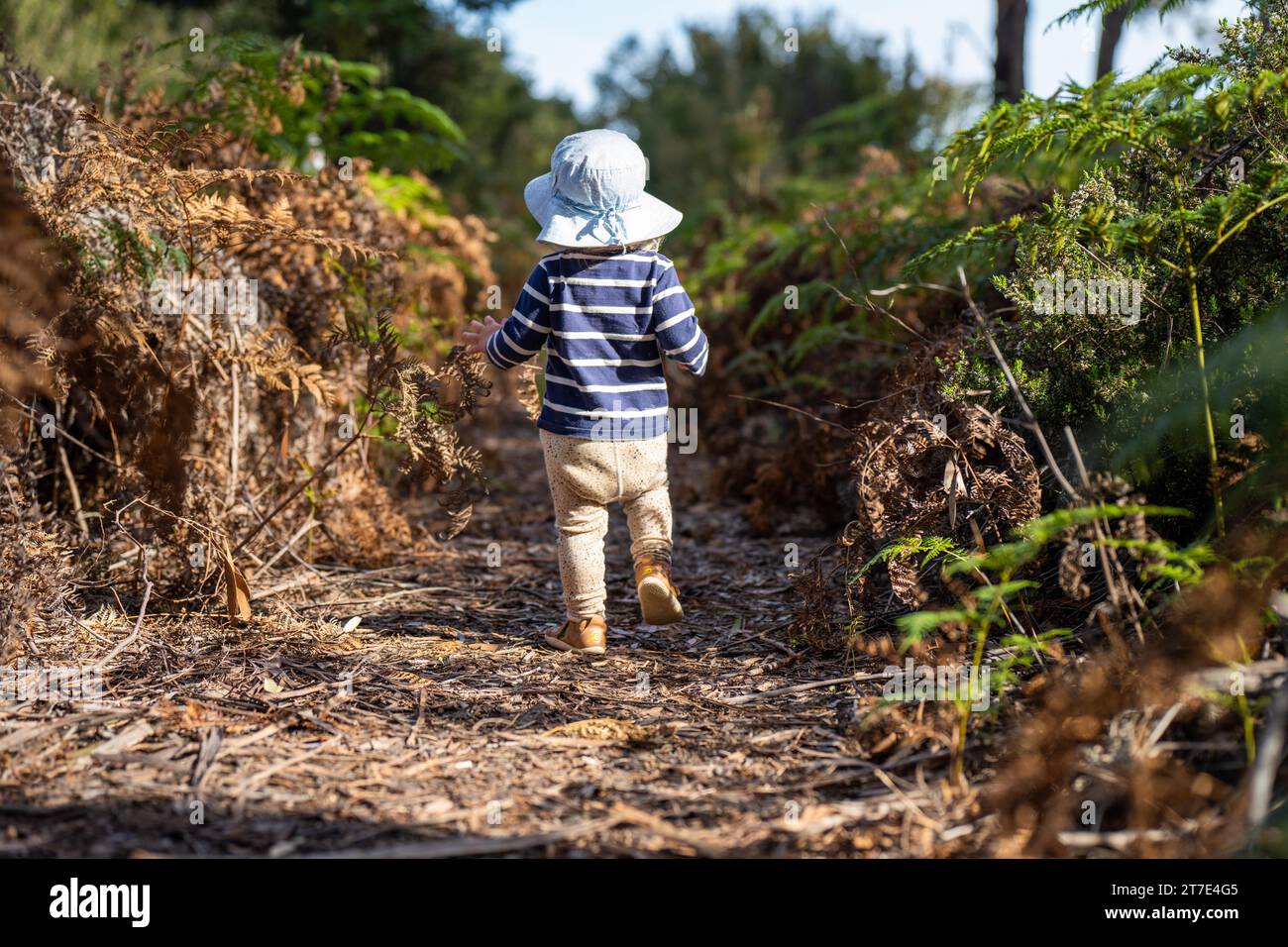 un bambino che cammina un cane su un piombo nella foresta selvaggia insieme camminando in un parco in australia Foto Stock