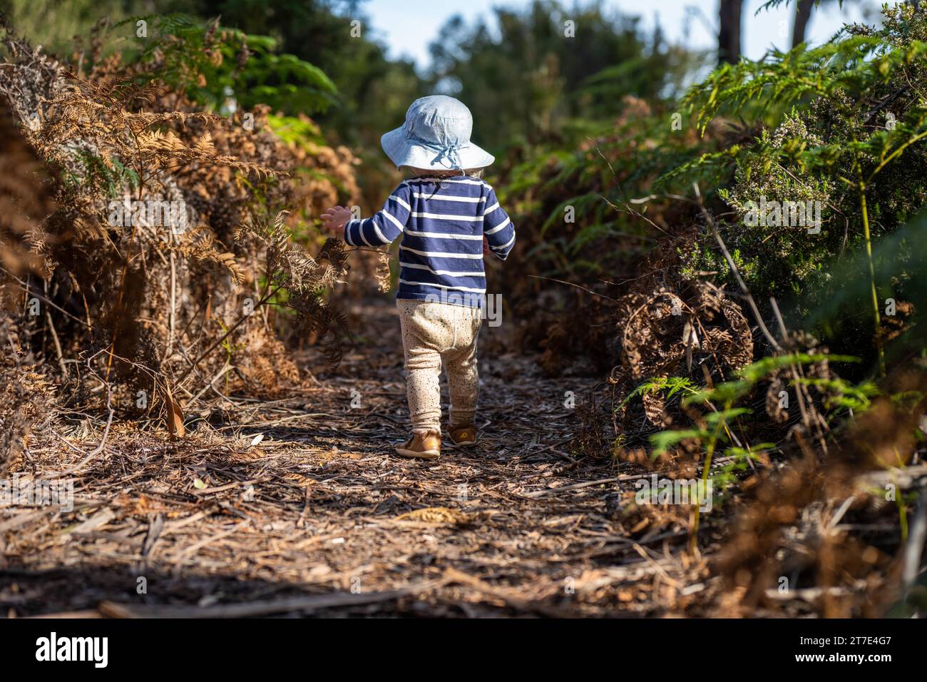 un bambino che cammina un cane su un piombo nella foresta selvaggia insieme camminando in un parco in australia Foto Stock