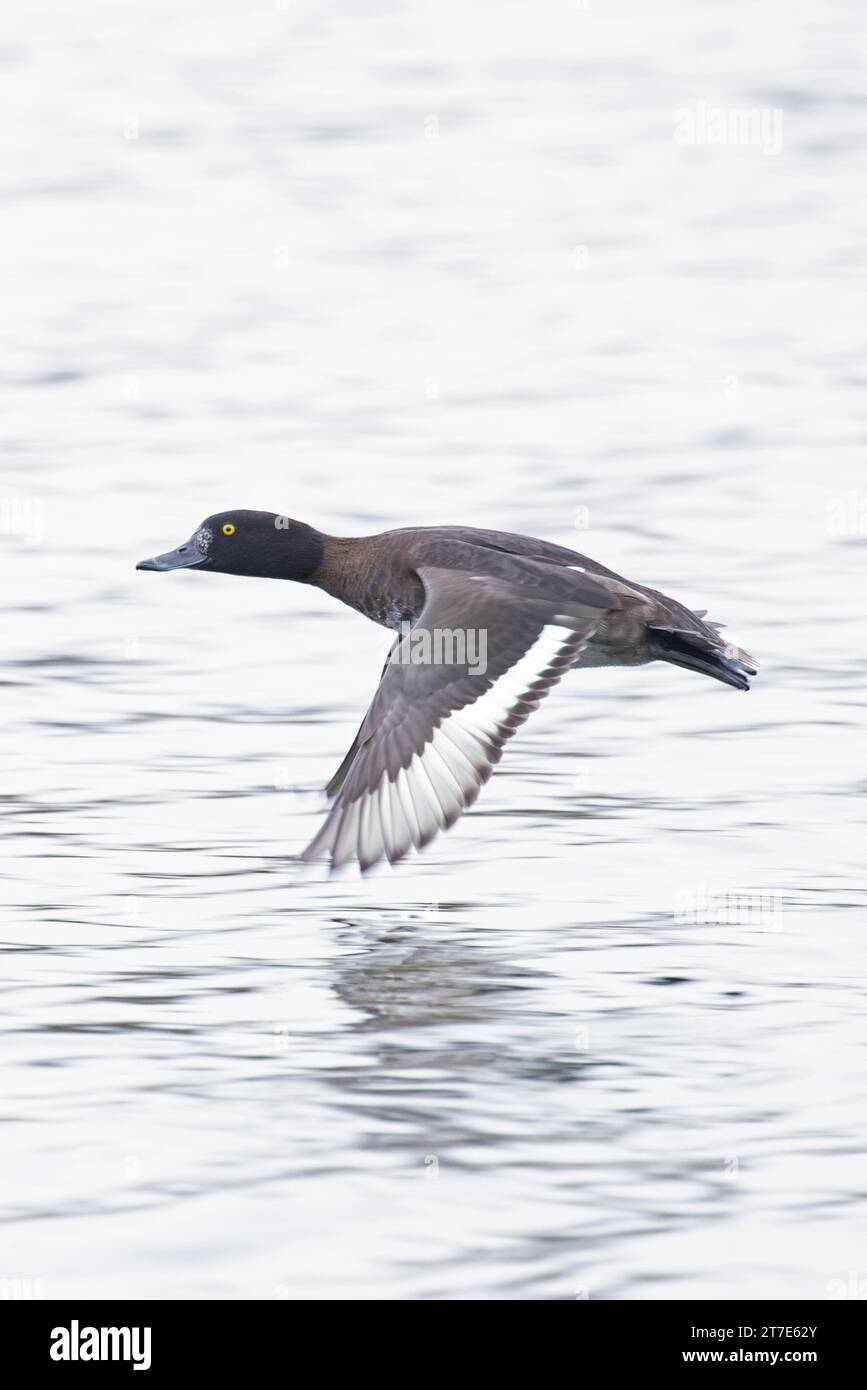 Tufted Duck (Aythya fuligula) anatra femmina che vola a Norfolk novembre 2023 Foto Stock