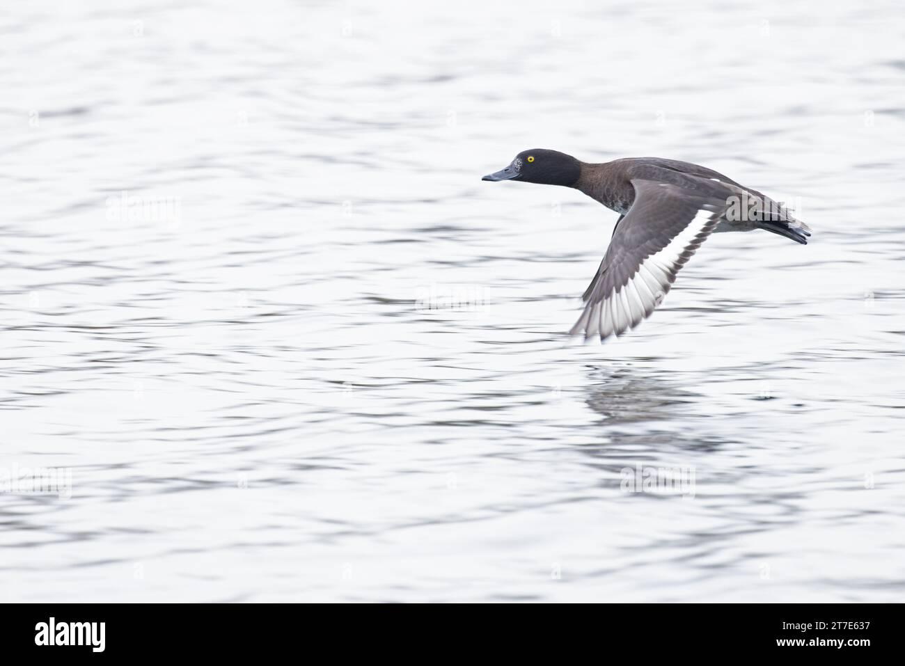 Tufted Duck (Aythya fuligula) anatra femmina che vola a Norfolk novembre 2023 Foto Stock