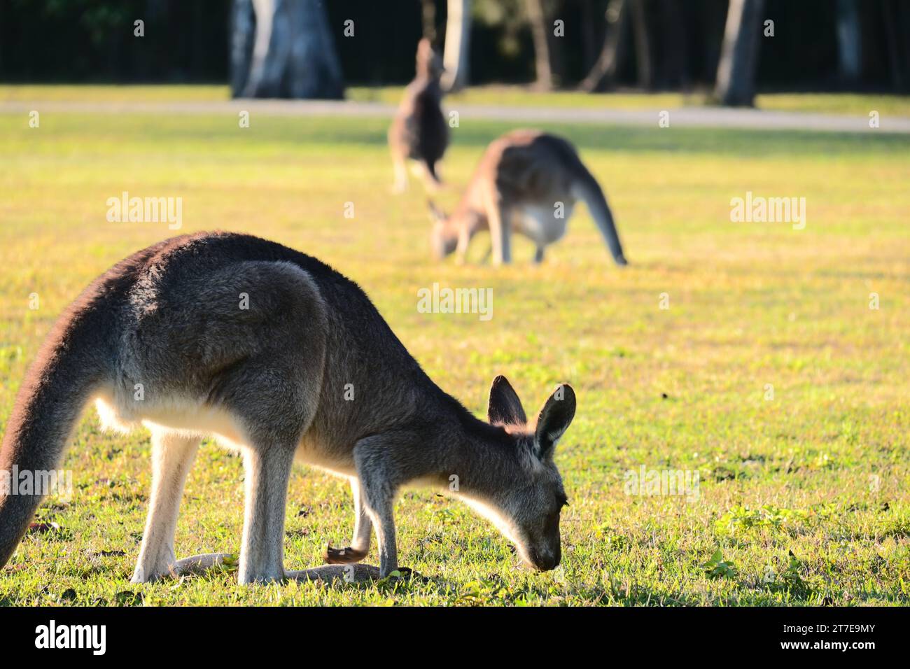 Un adorabile canguro in un lussureggiante campo verde, allegramente sgranocchiato su un po' di erba fresca in Australia Foto Stock