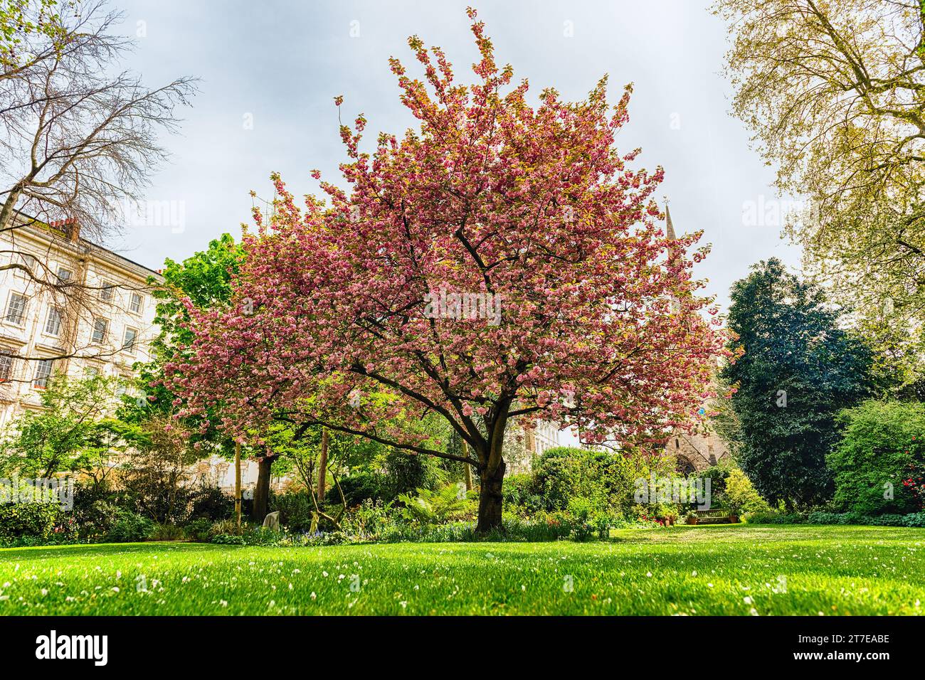 Albero di ciliegio idillico in fiore, macchiato nel distretto di Pimlico di Londra, Inghilterra, Regno Unito Foto Stock