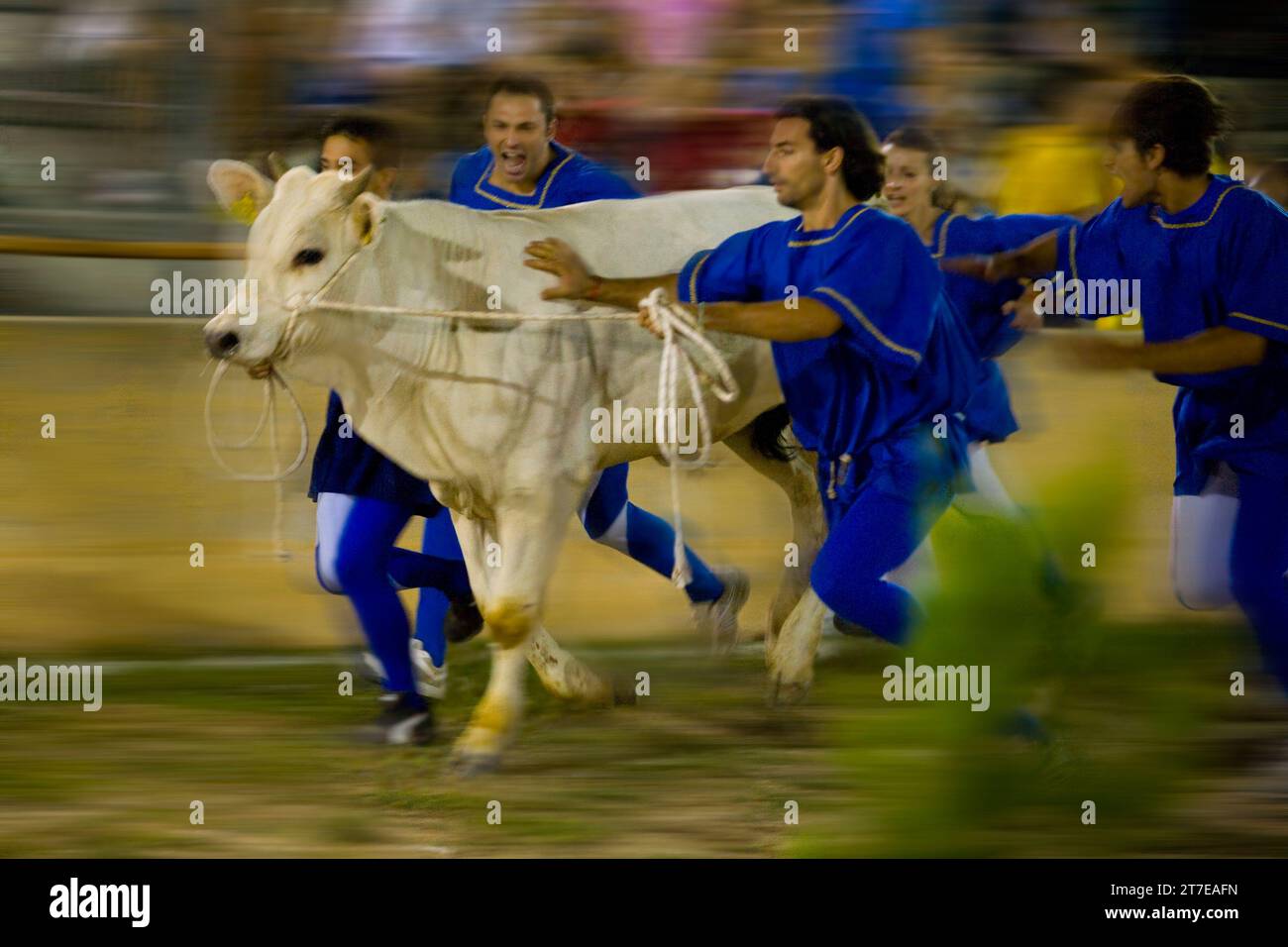 Fuga dal bue. Montefalco. Umbria. Italia Foto Stock