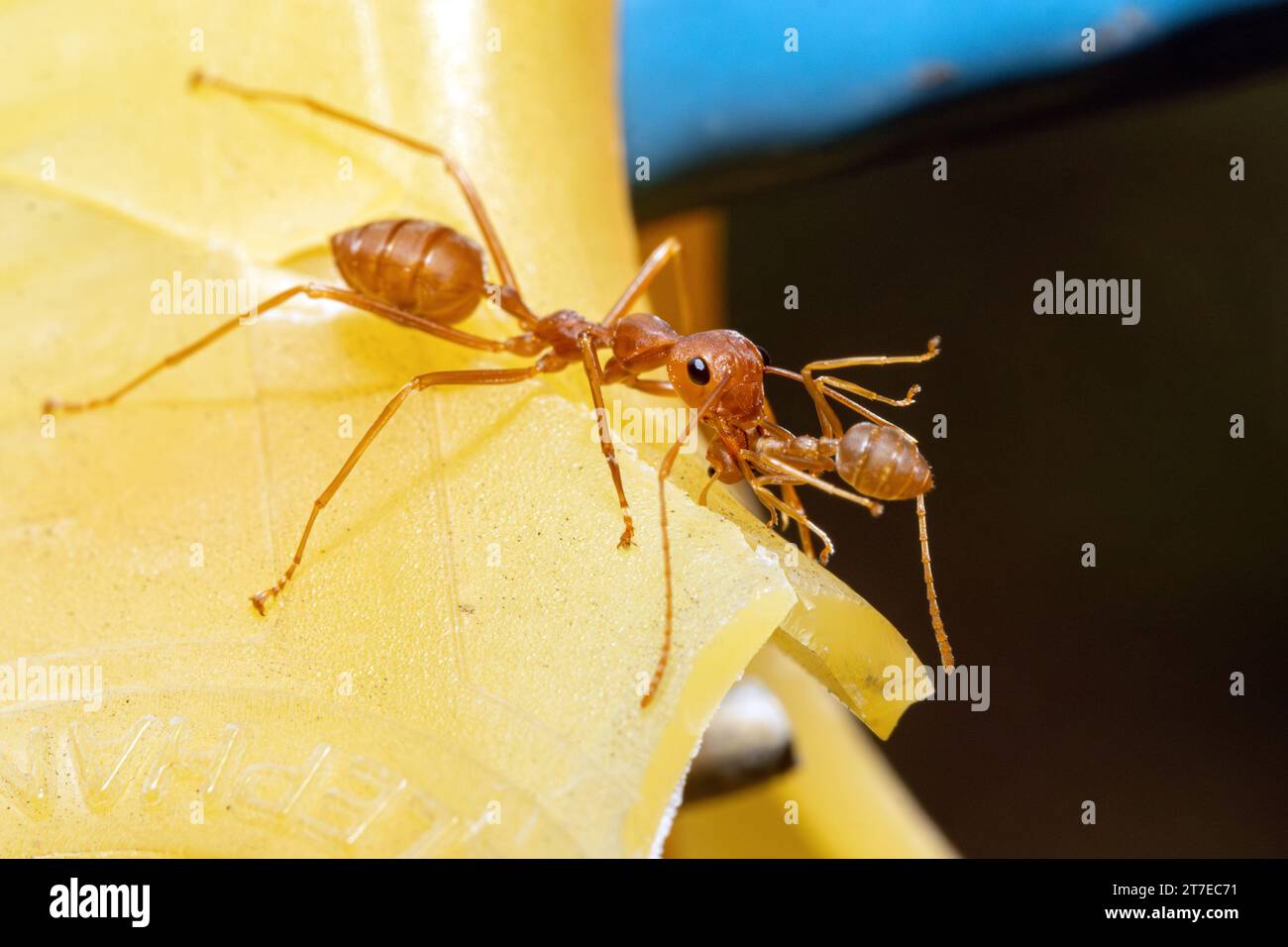 La formica Red Weaver porta una piccola formica nelle sue mandibole Foto Stock