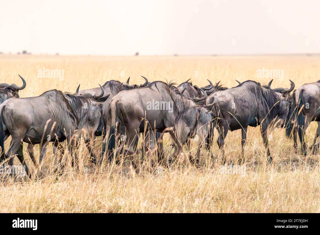 Migrazione degli GNU a Masai Mara Kenya Africa Foto Stock