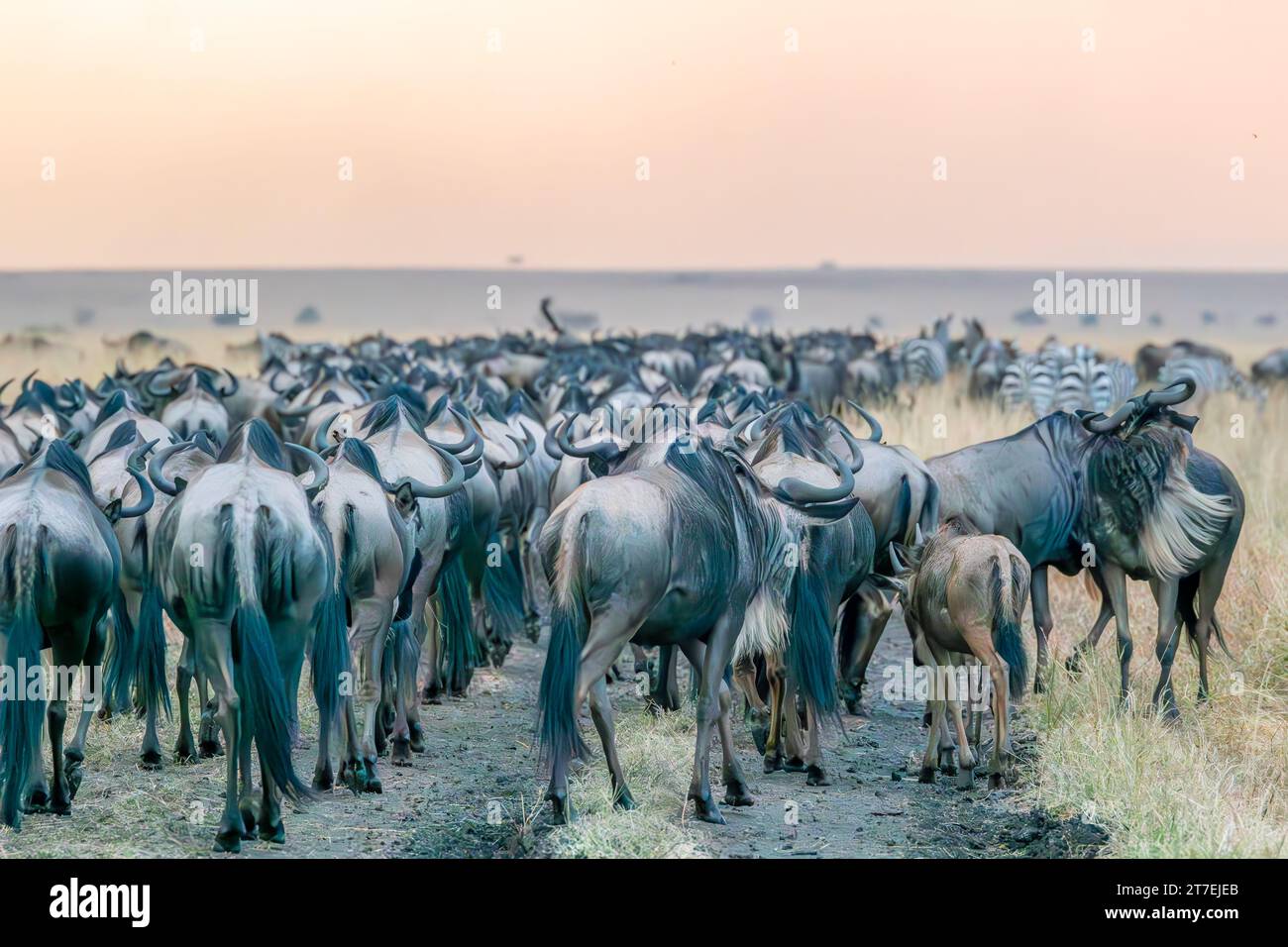 Migrazione degli GNU a Masai Mara Kenya Africa Foto Stock