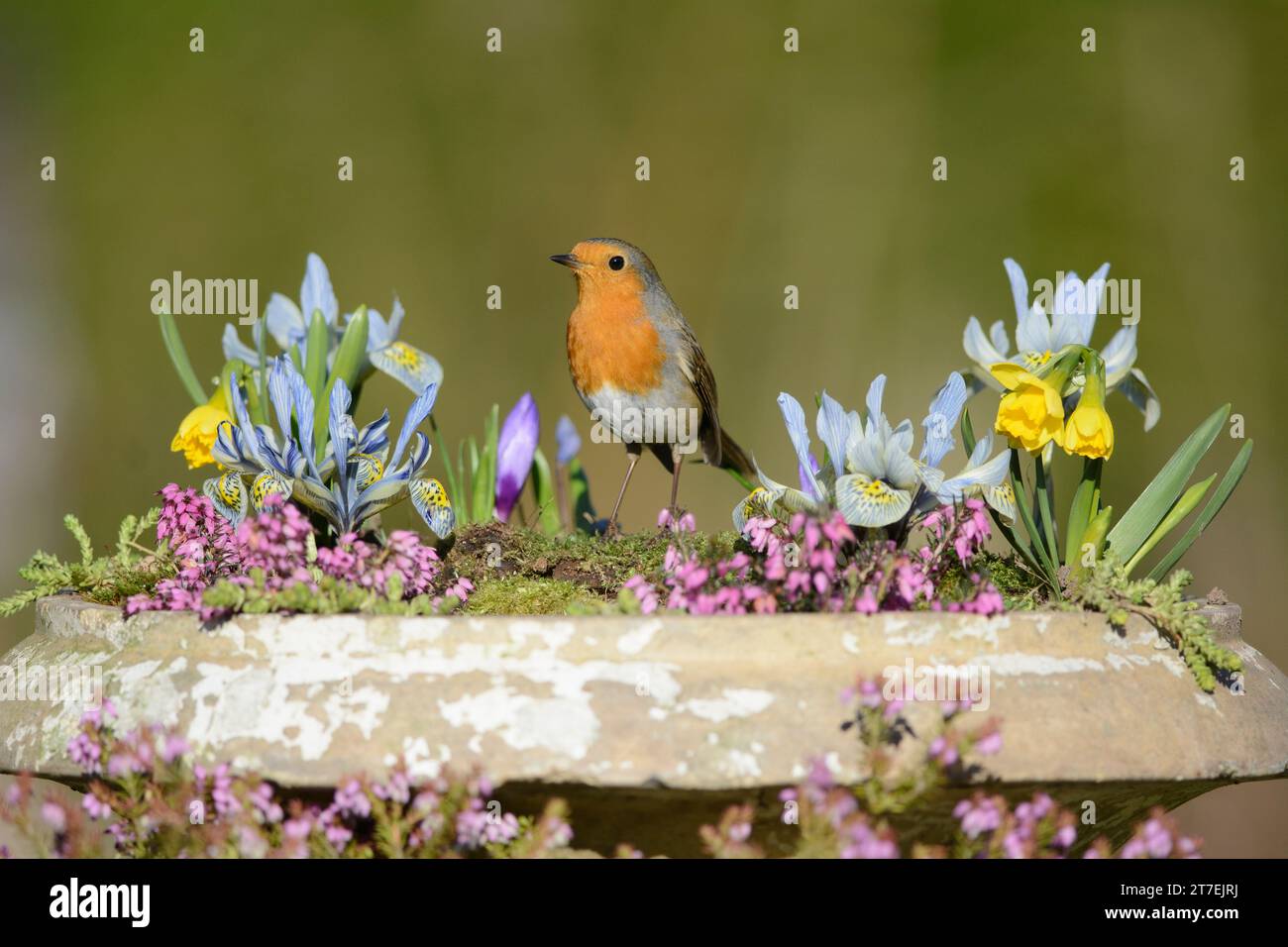 European robin erithacus rubecula, arroccato su una piantatrice da giardino piena di bulbi primaverili e erbacce, County Durham, Inghilterra, Regno Unito, marzo. Foto Stock