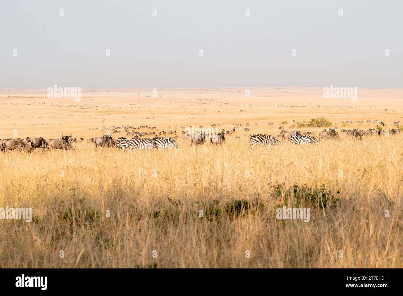 Migrazione degli GNU a Masai Mara Kenya Africa Foto Stock