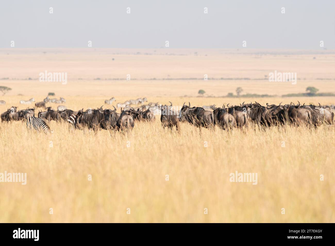 Migrazione degli GNU a Masai Mara Kenya Africa Foto Stock
