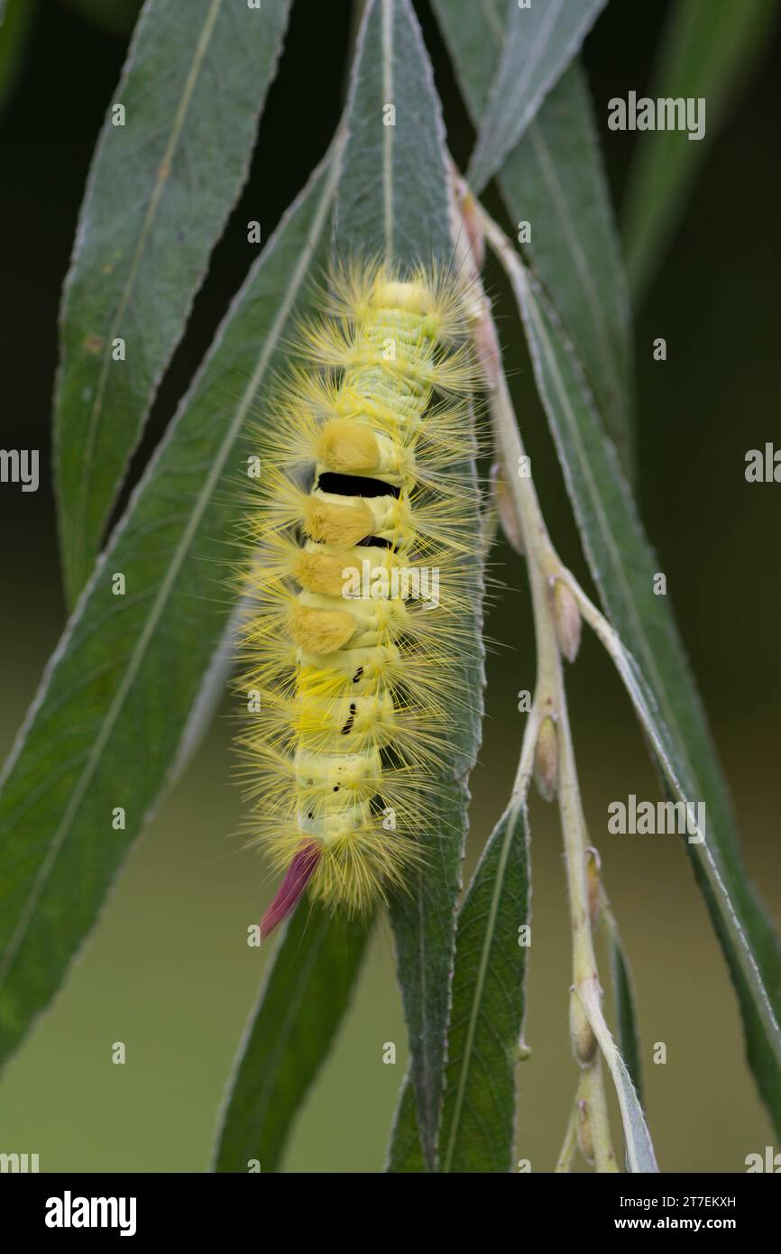 Pale Tussock caterpillar Calliteara pudibunda, Lymantriidae, strisciando lungo uno stelo in un giardino, Co Durham, settembre Foto Stock