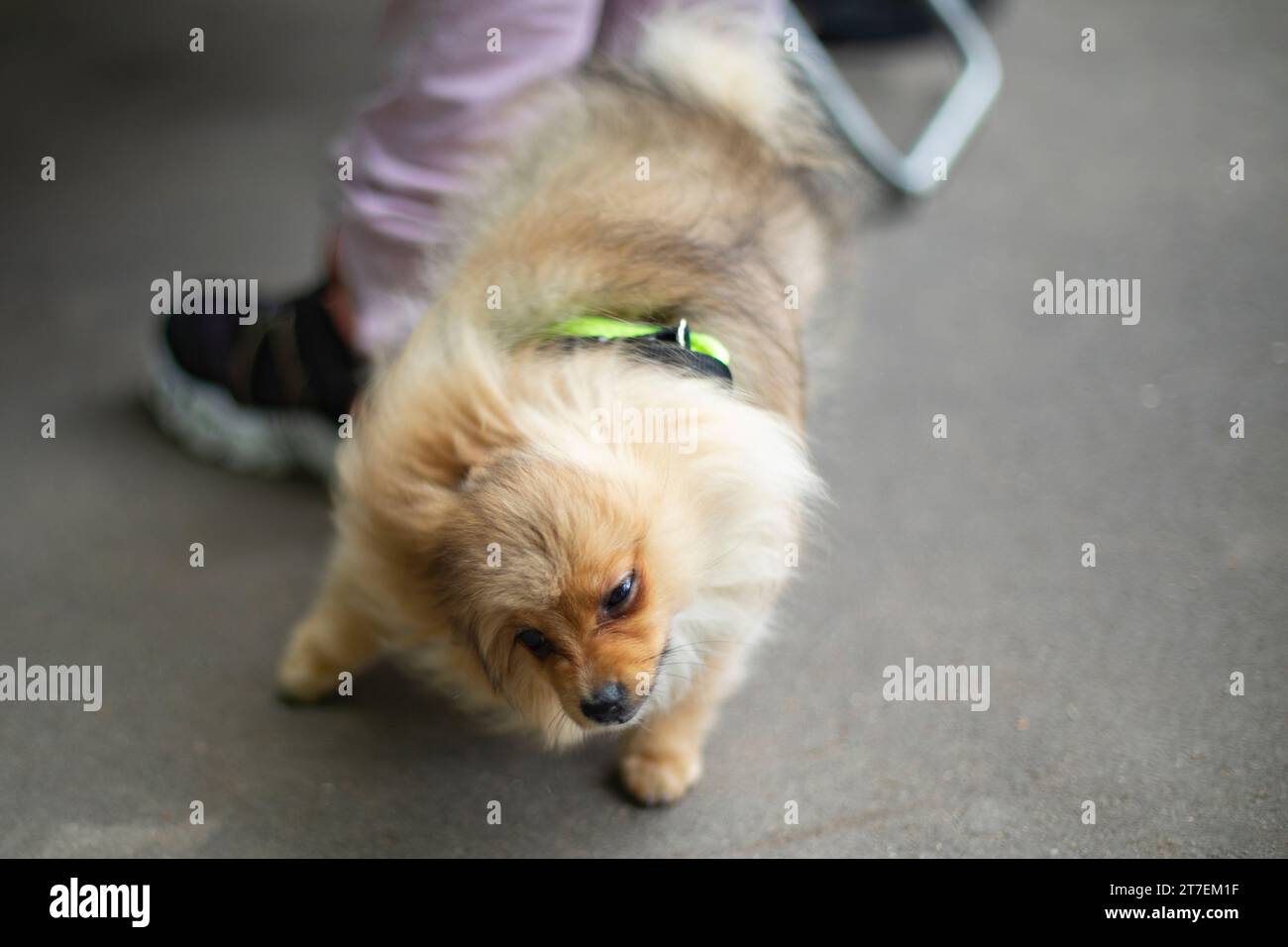 Cane carino che scuote il cappotto. Piccola razza di cane. Simpatico animale domestico. Animale a piedi. Foto Stock