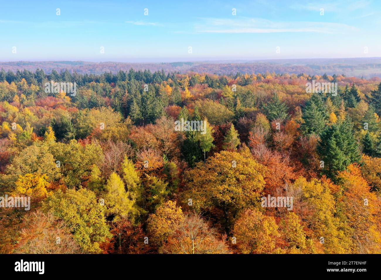 Wald von oben, Herbstwald, Herbstlaub, Herbstfärbung, Herbstverfärbung, Herbstfarben, bunt, buntes Laub, herbstlich, herbstlicher Wald, Luftaufnahme, Foto Stock