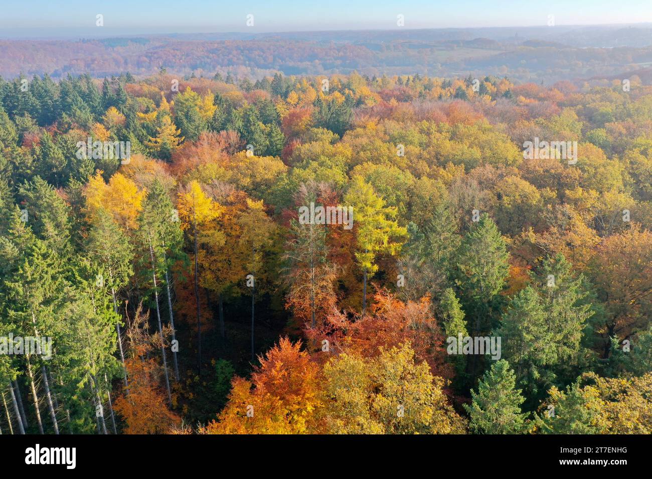 Wald von oben, Herbstwald, Herbstlaub, Herbstfärbung, Herbstverfärbung, Herbstfarben, bunt, buntes Laub, herbstlich, herbstlicher Wald, Luftaufnahme, Foto Stock