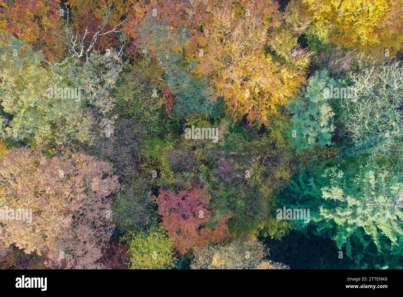 Wald von oben, Herbstwald, Herbstlaub, Herbstfärbung, Herbstverfärbung, Herbstfarben, bunt, buntes Laub, herbstlich, herbstlicher Wald, Luftaufnahme, Foto Stock