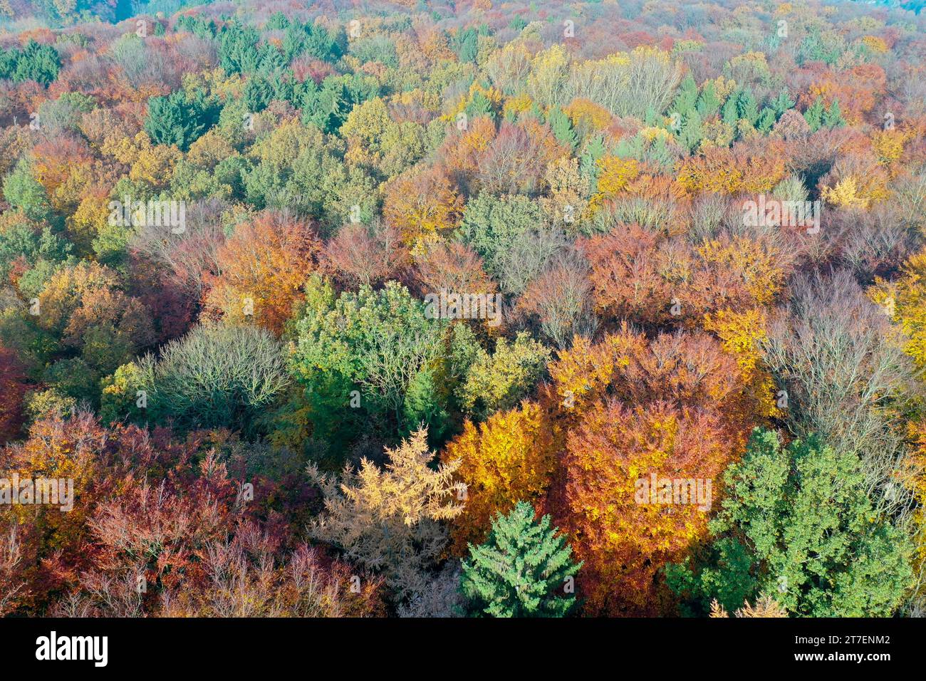 Wald von oben, Herbstwald, Herbstlaub, Herbstfärbung, Herbstverfärbung, Herbstfarben, bunt, buntes Laub, herbstlich, herbstlicher Wald, Luftaufnahme, Foto Stock