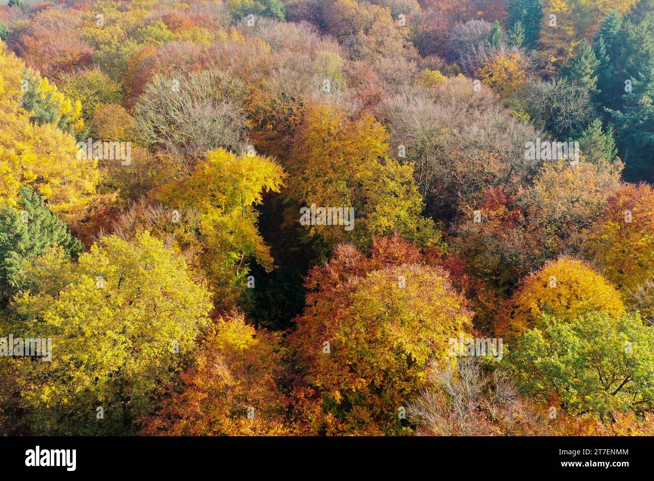 Wald von oben, Herbstwald, Herbstlaub, Herbstfärbung, Herbstverfärbung, Herbstfarben, bunt, buntes Laub, herbstlich, herbstlicher Wald, Luftaufnahme, Foto Stock