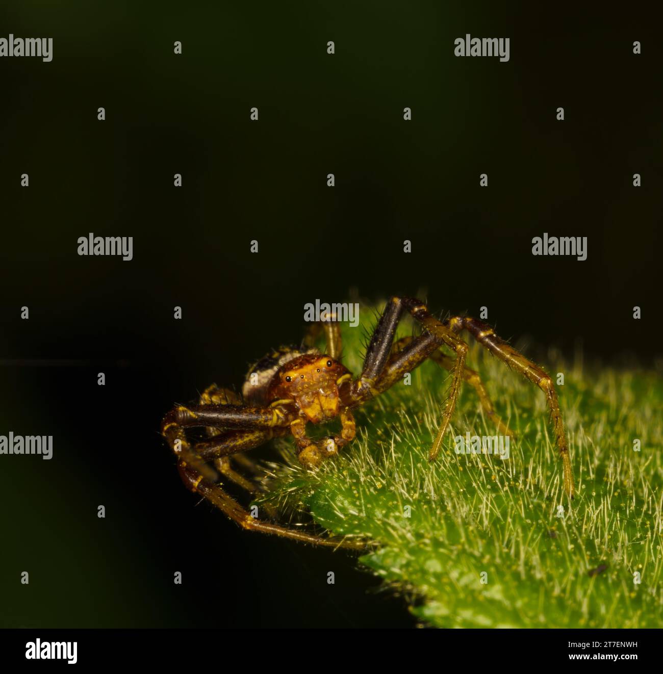 Macro di un ragno a molla su una foglia Xysticus cristatus Foto Stock