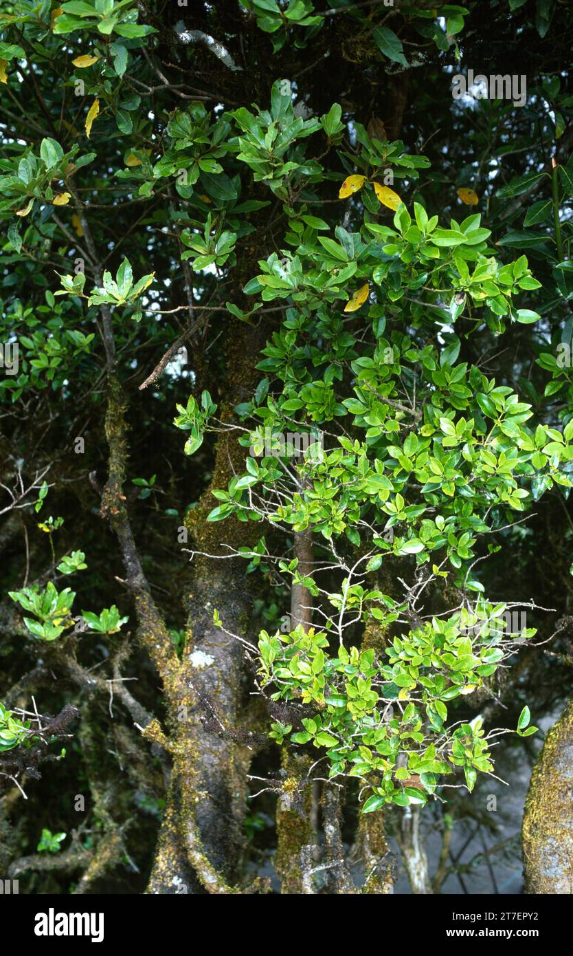 l'holly o acebino (Ilex canariensis) è un piccolo albero endemico delle Isole Macaronesiane (Isole Canarie e Madera). Questa foto è stata scattata Foto Stock