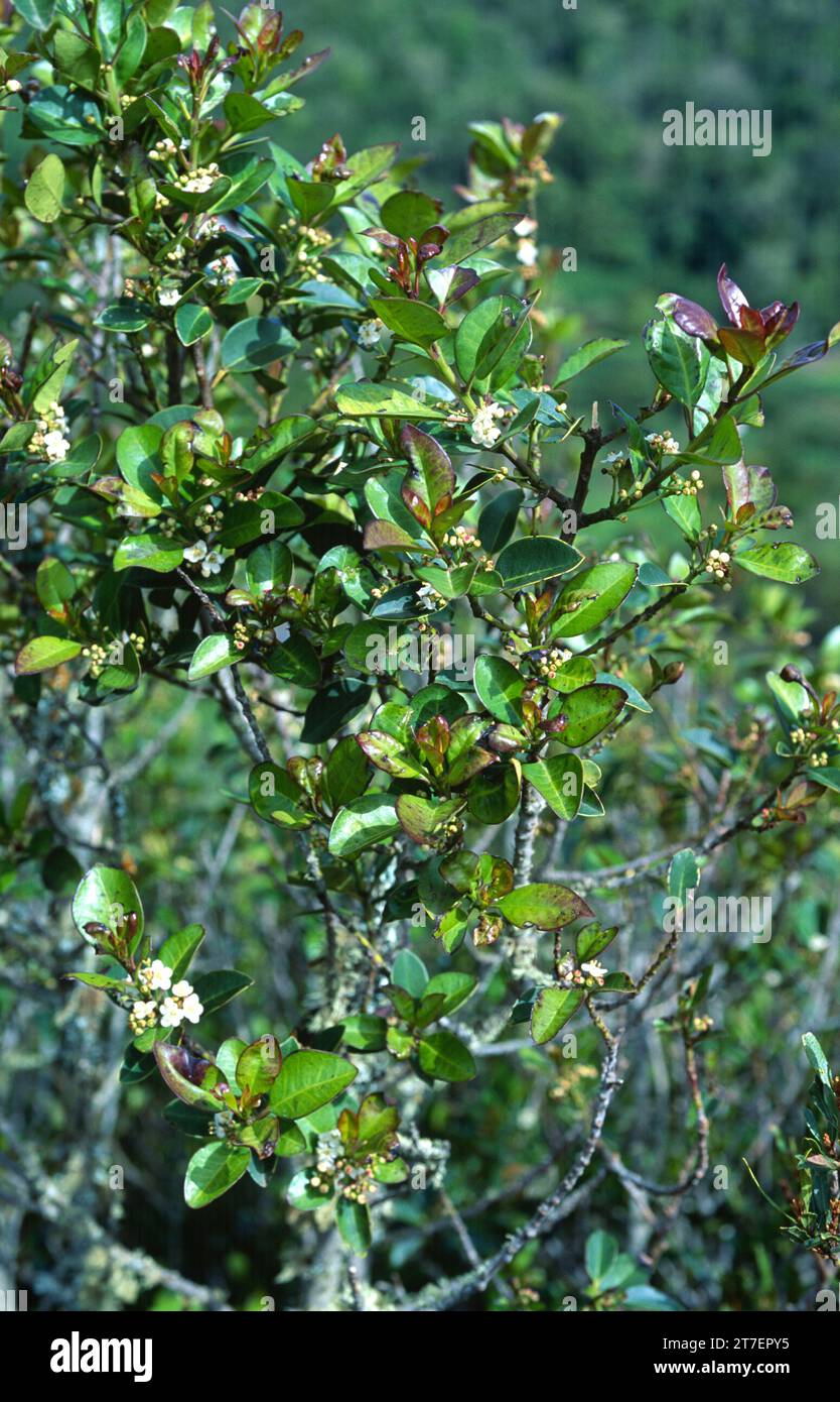 l'holly o acebino (Ilex canariensis) è un piccolo albero endemico delle Isole Macaronesiane (Isole Canarie e Madera). Foglie e fiori. THI Foto Stock