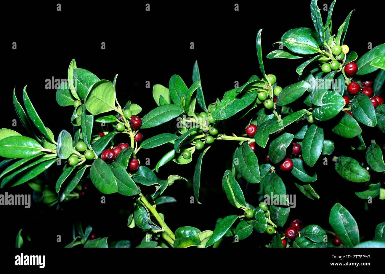 l'holly o acebino (Ilex canariensis) è un piccolo albero endemico delle Isole Macaronesiane (Isole Canarie e Madera). Foglie e frutta detai Foto Stock