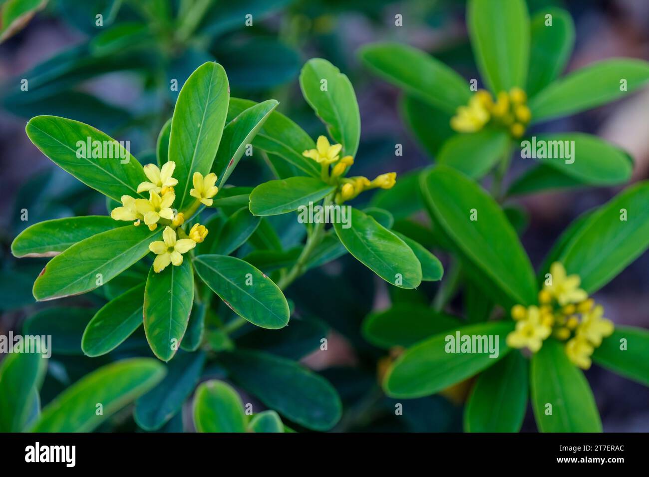 Daphne gemmata Royal Crown, daphne Royal Crown, Wikstroemia gemmata Royal Crown, fiori gialli in autunno Foto Stock