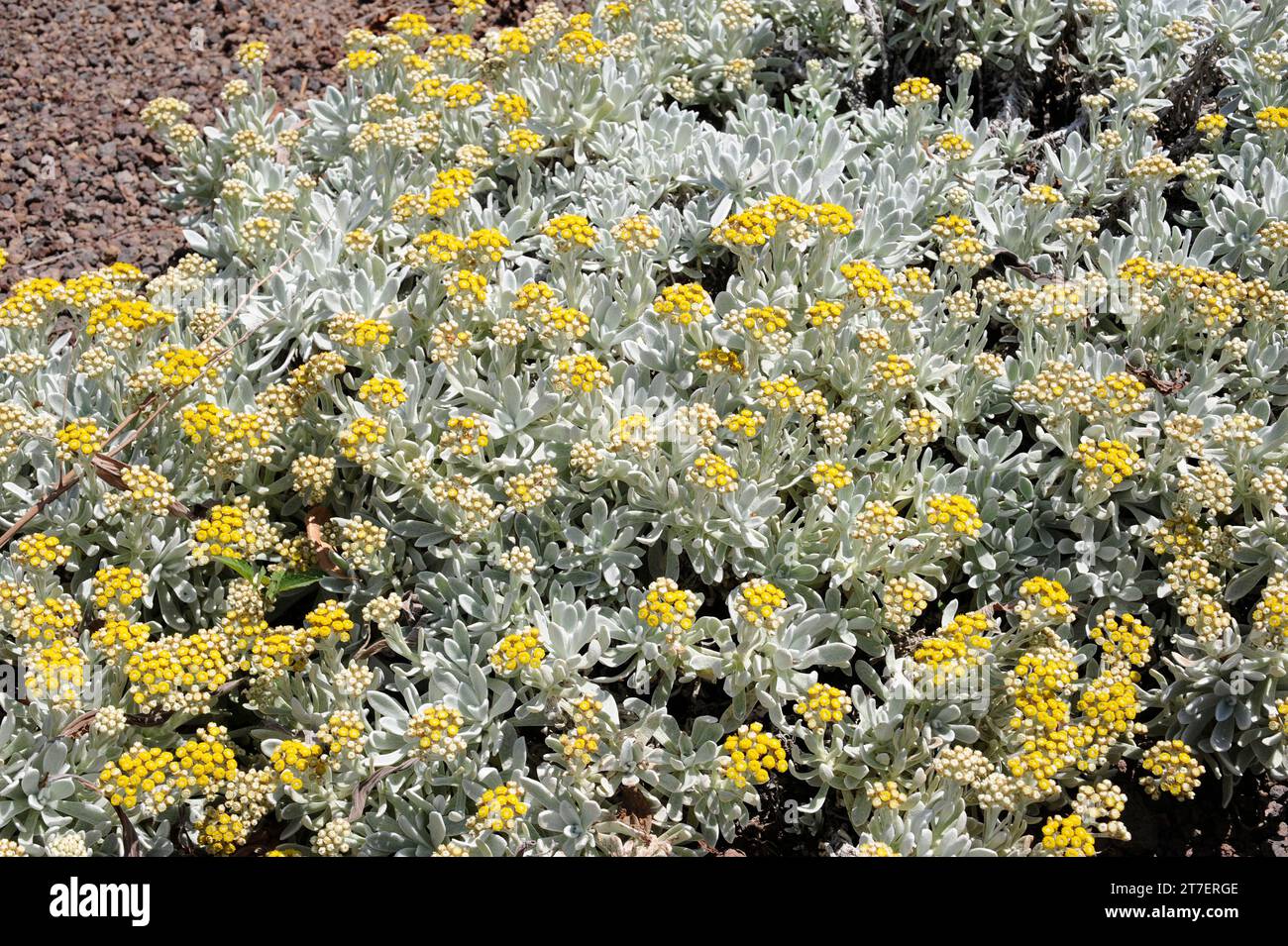 Yesquera amarilla o algodonera (Helichrysum gossypium) è un arbusto endemico di Lanzarote, Isole Canarie, Spagna. Foto Stock