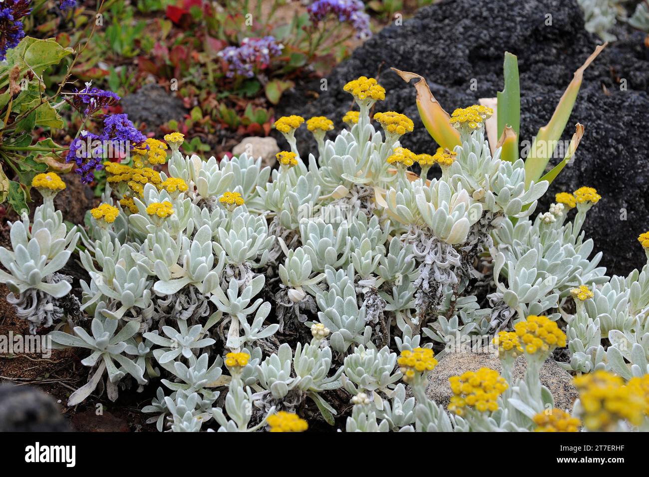 Yesquera amarilla o algodonera (Helichrysum gossypium) è un arbusto endemico di Lanzarote, Isole Canarie, Spagna. Foto Stock