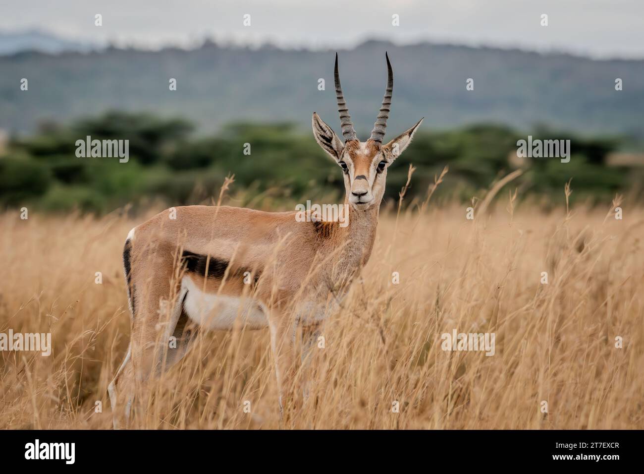 Thomson's Gazelle Antelopes in Masai Mara Kenya Africa Foto Stock