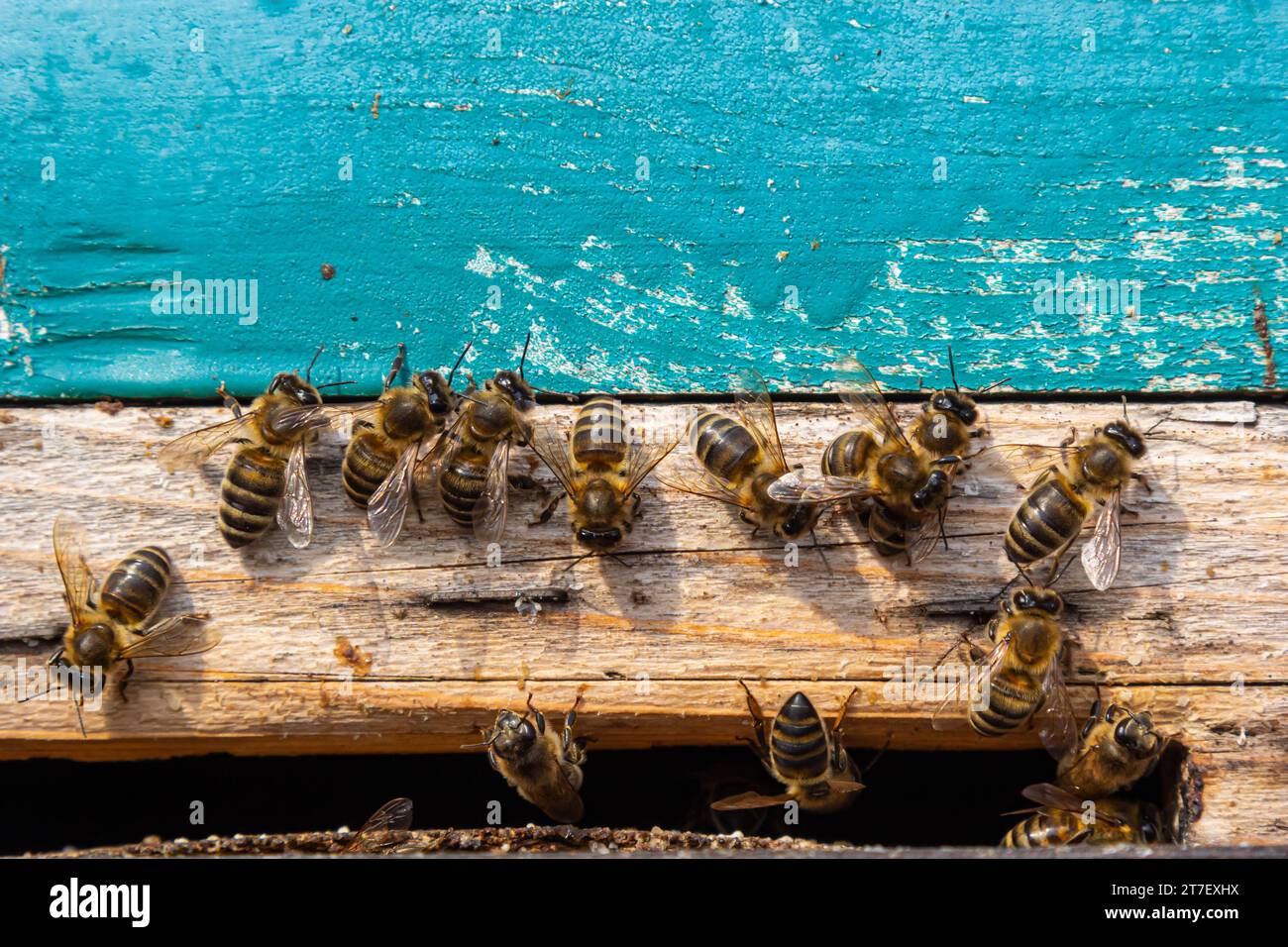 Api da miele che entrano nell'alveare. API all'ingresso dell'alveare primo piano su uno sfondo blu dell'alveare. Api, alveare, apicoltura, produzione di miele. Casa Foto Stock