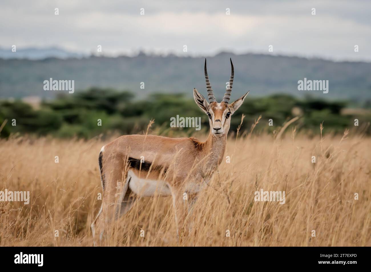 Thomson's Gazelle Antelopes in Masai Mara Kenya Africa Foto Stock