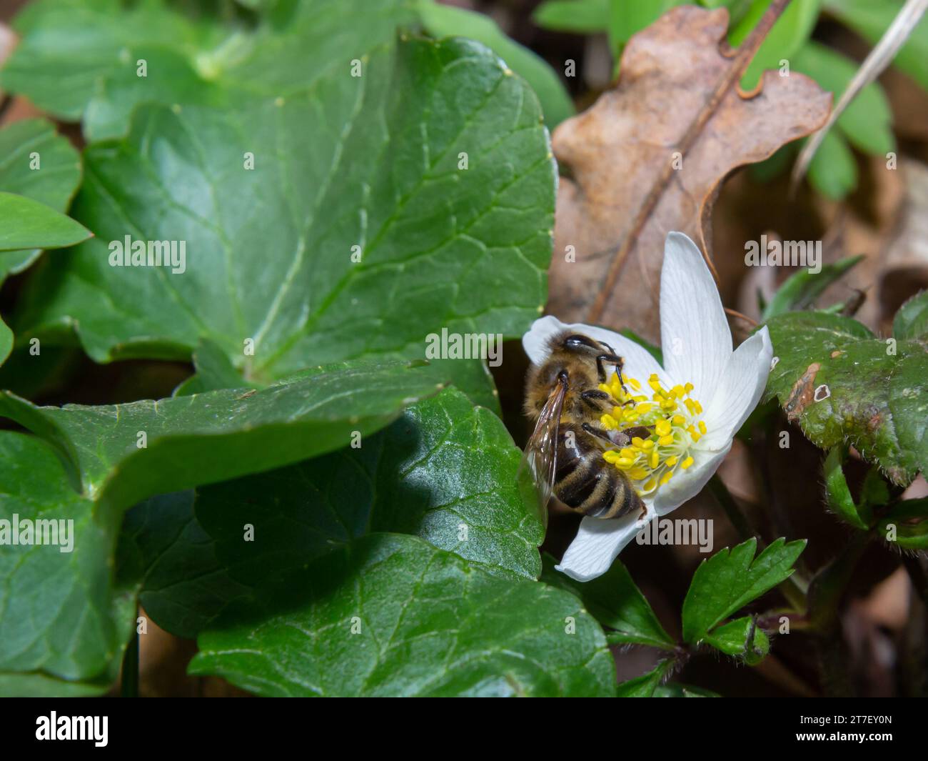 Un'ape marrone soffice con vedere attraverso le ali seduti su una fioritura bianca di anemone di legno che raccoglie polline sulle sue piccole gambe, circondato da un anemone verde l Foto Stock