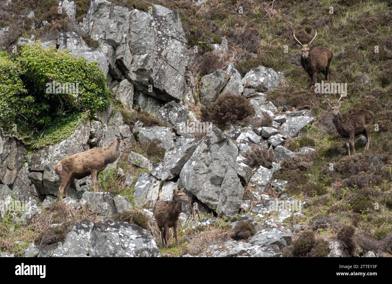 Cervo scozzese, Assynt-Coigach, Scozia Foto Stock