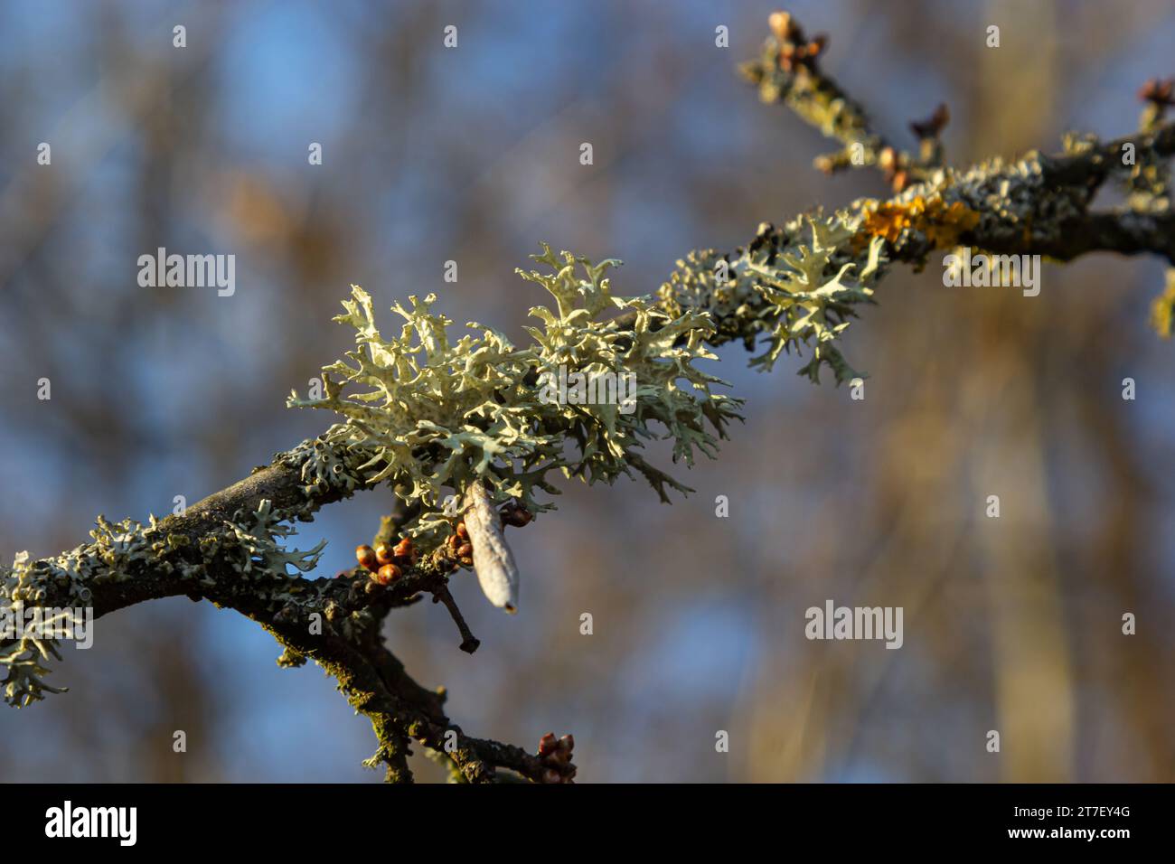Evernia prunastri, noto anche come oakmoss, un bellissimo lichene ampiamente usato nell'industria dei profumi come fissativo. Foto Stock