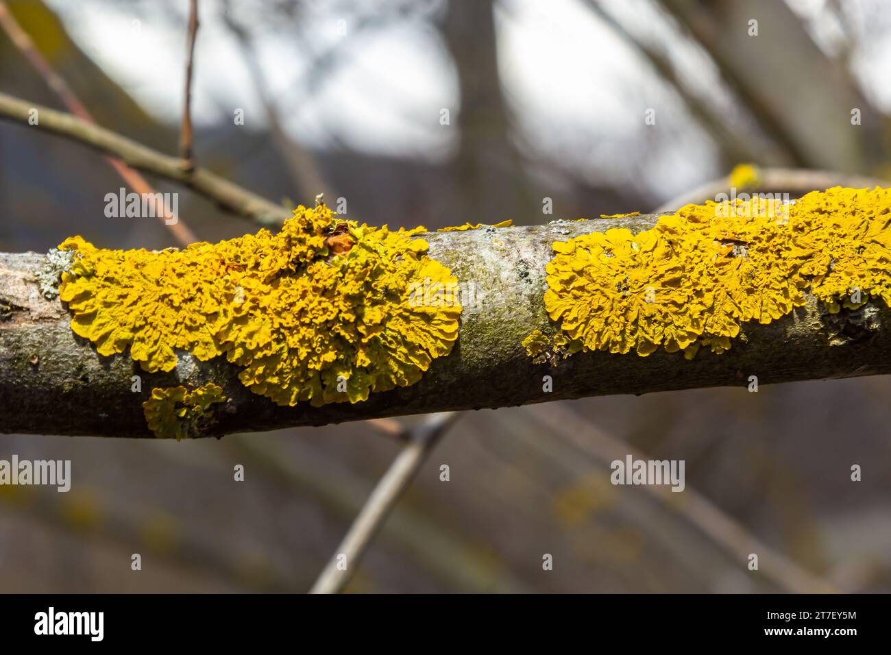 Xanthoria parietina, comune lichene arancio, scala gialla, lichene di sunburst marittimo e lichene di riva, sulla corteccia di ramo di albero. Ramo secco sottile con o Foto Stock