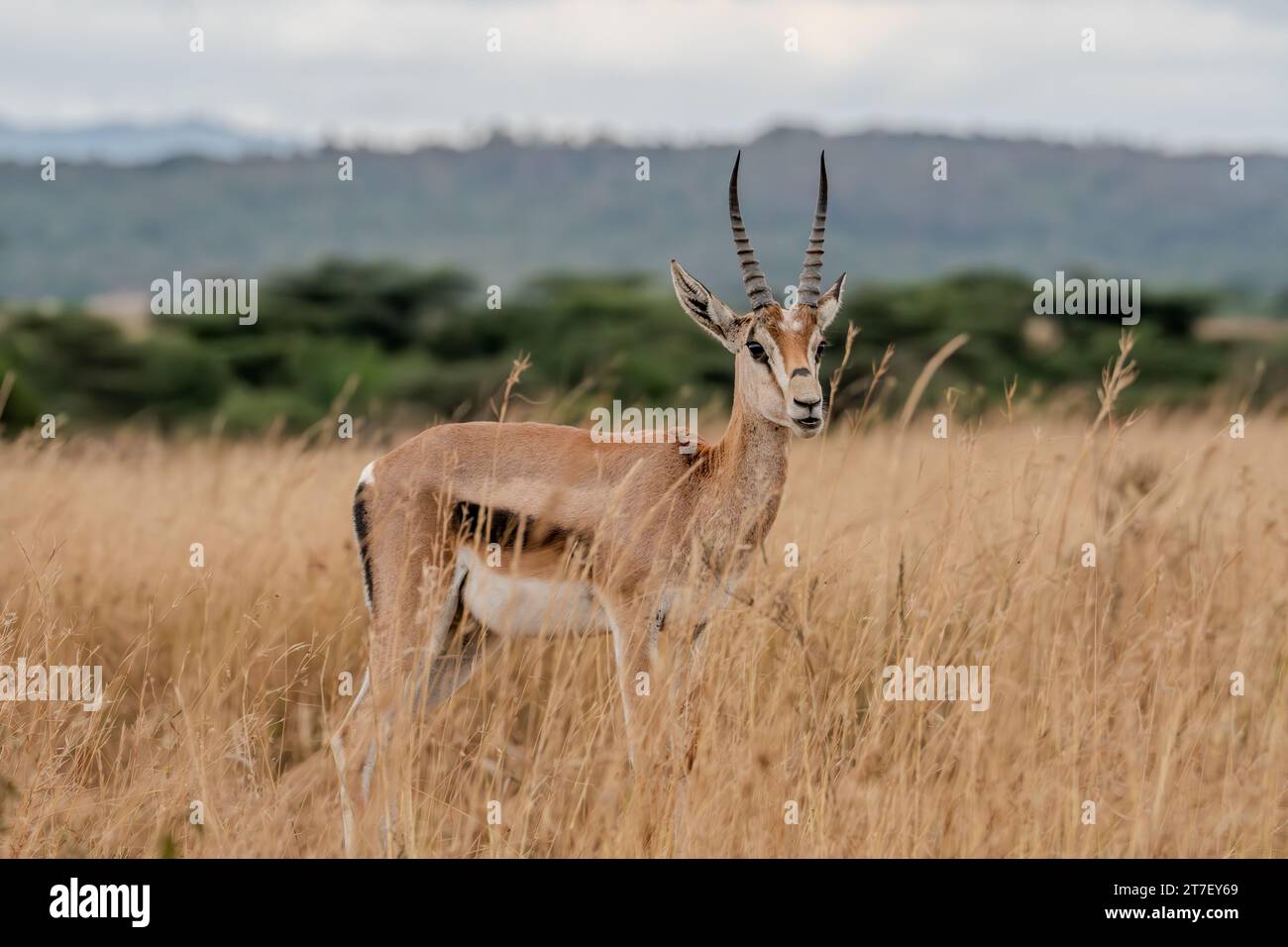 Thomson's Gazelle Antelopes in Masai Mara Kenya Africa Foto Stock