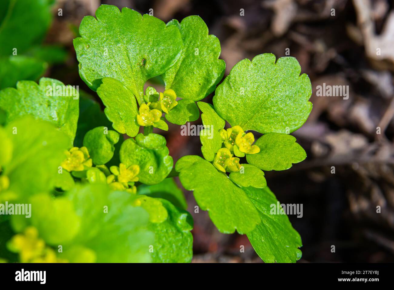 Fioritura Golden Saxifrage Chrysosplenium alternifolium con bordi morbidi. Messa a fuoco selettiva. Ha proprietà curative. Fiori di primavera gialli. Foto Stock