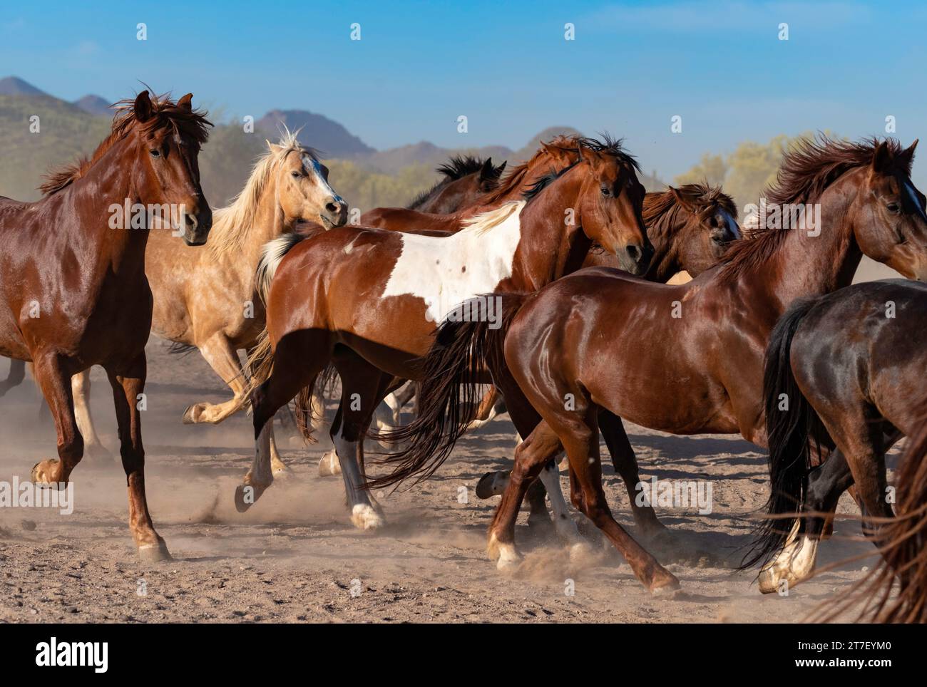 Corsa di cavalli mattutina, White Stallion Ranch, Marana, Arizona Foto Stock