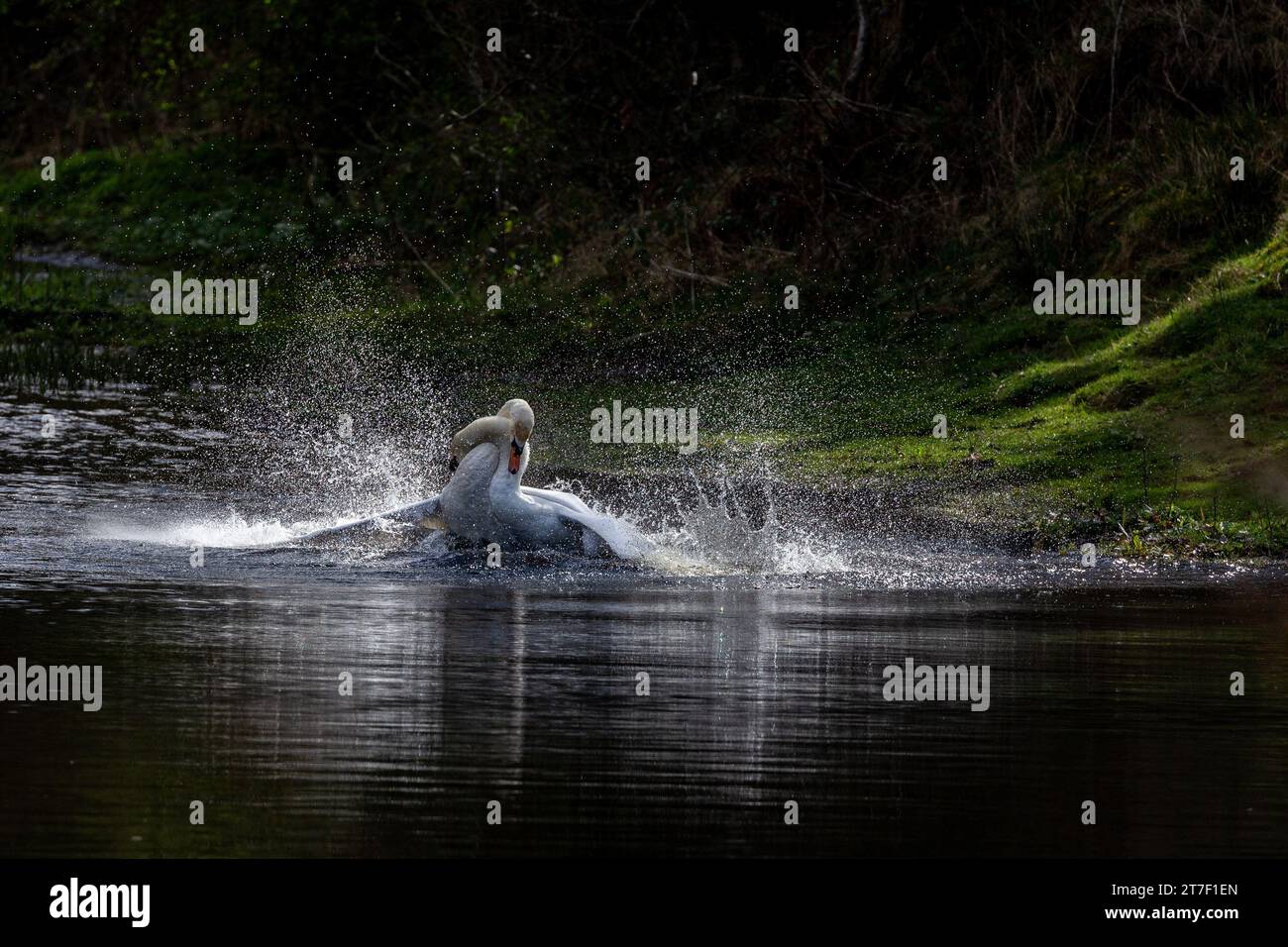 Aggressione Mute Swan maschile. Due cigni maschi (cygnus olor) combattono sul territorio. Foto Stock