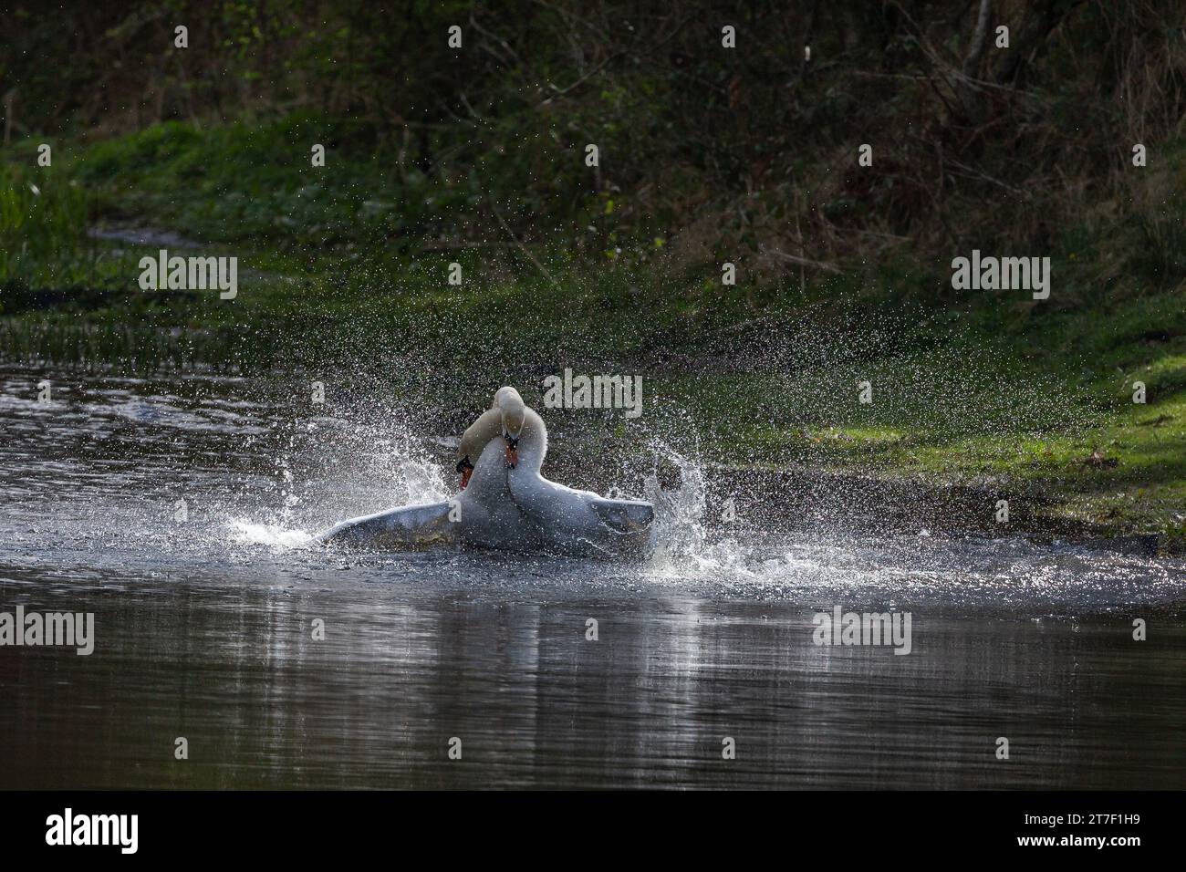 Aggressione Mute Swan maschile. Due cigni maschi (cygnus olor) combattono sul territorio. Foto Stock