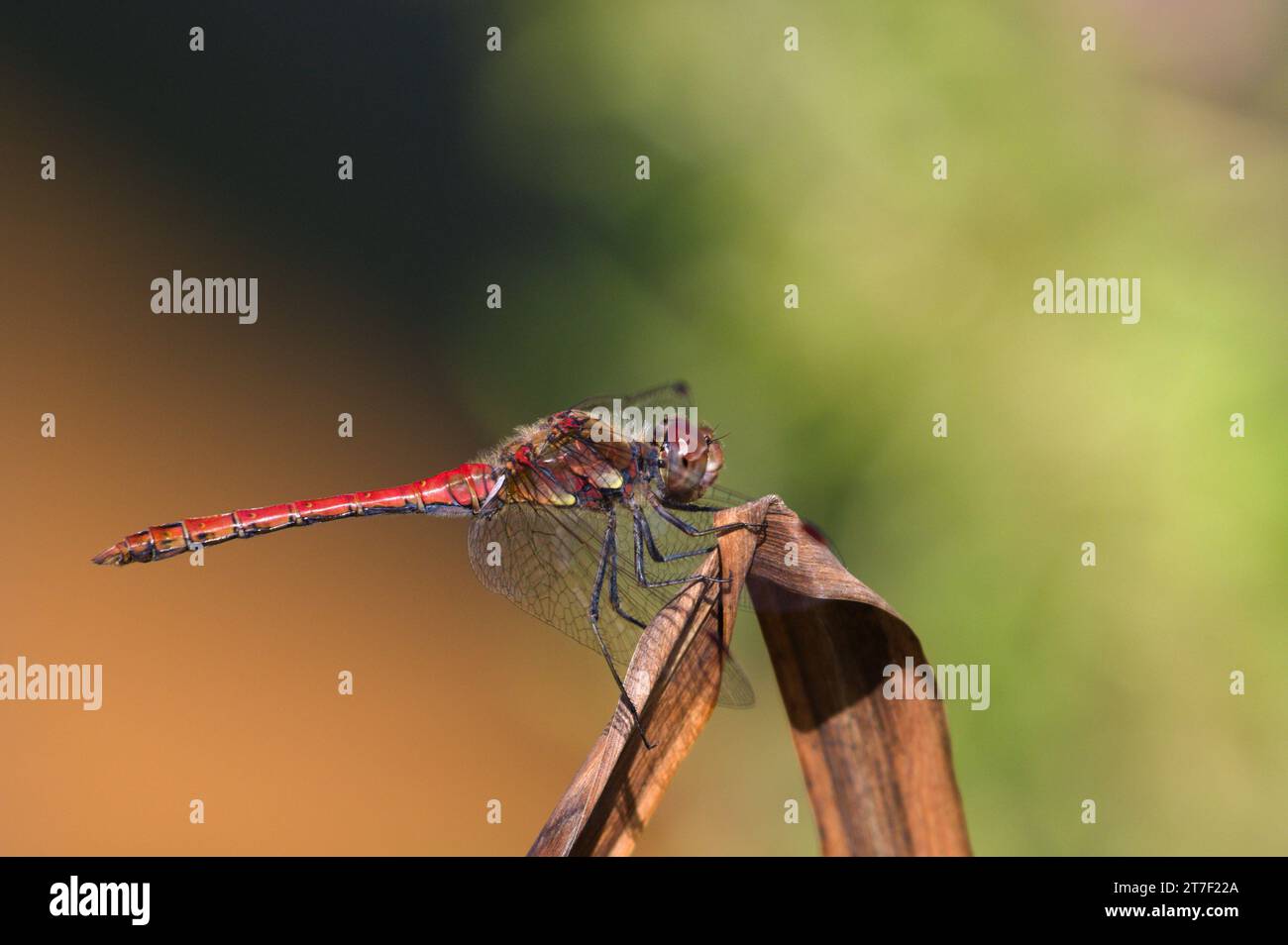 Thurley dragonfly cheap