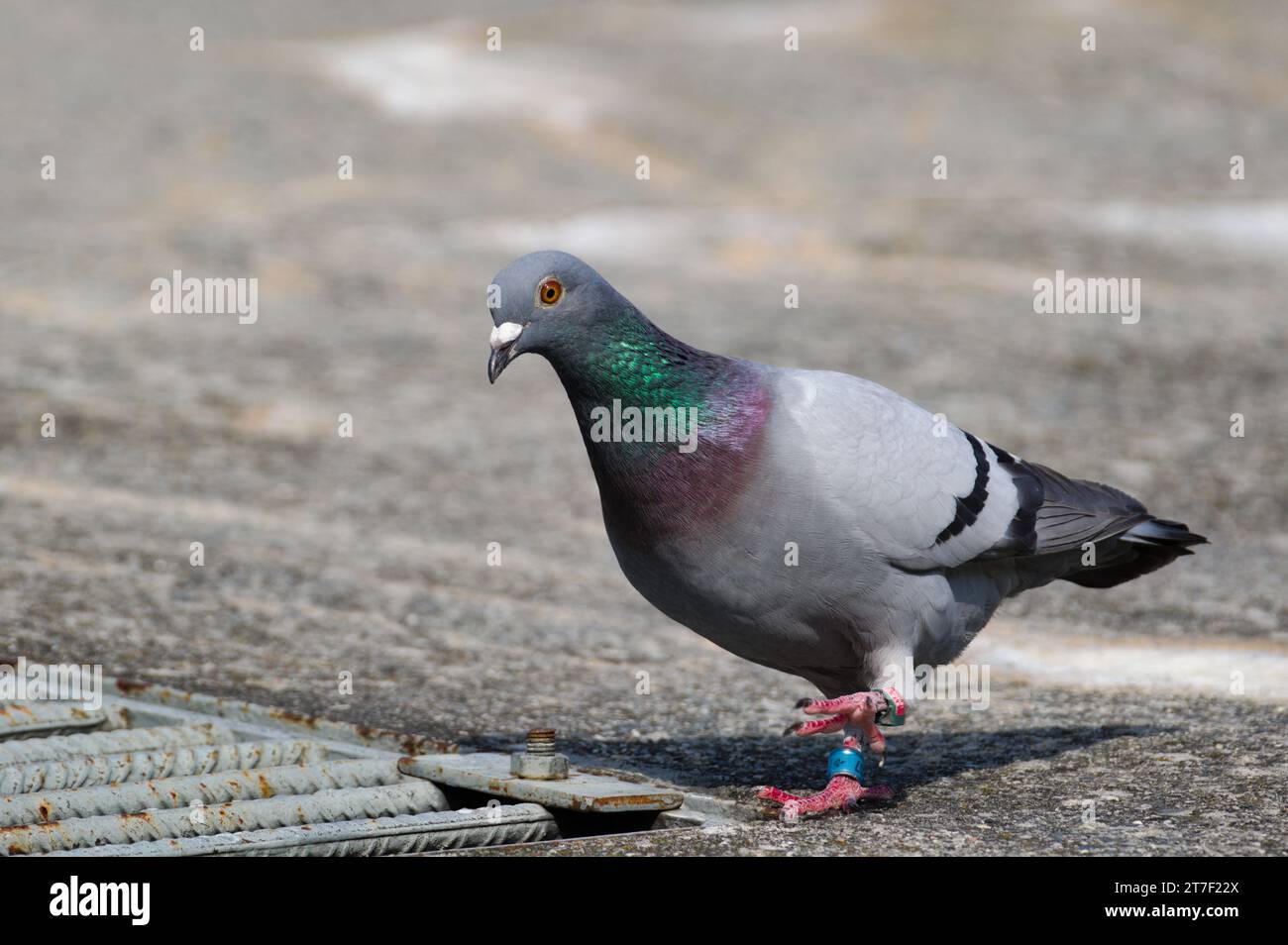 Ritratto dell'incantevole e colorata Columba livia alias piccione (roccia o domestico). Pigeon sta camminando sulla riva del fiume Becva a Roznov pod Radhostem. Foto Stock