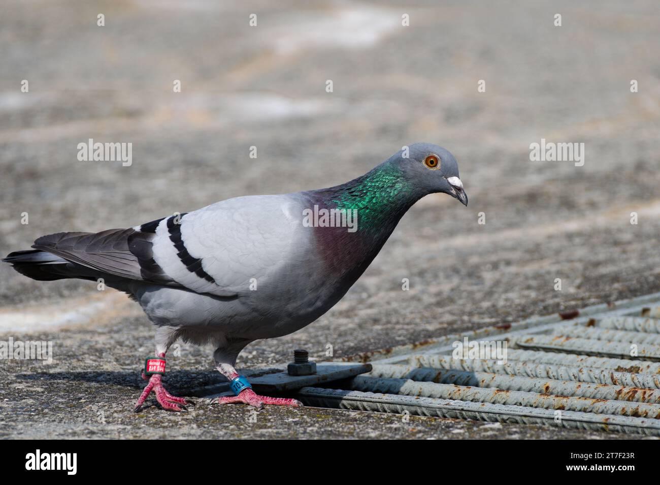 Ritratto dell'incantevole e colorata Columba livia alias piccione (roccia o domestico). Pigeon sta camminando sulla riva del fiume Becva a Roznov pod Radhostem. Foto Stock