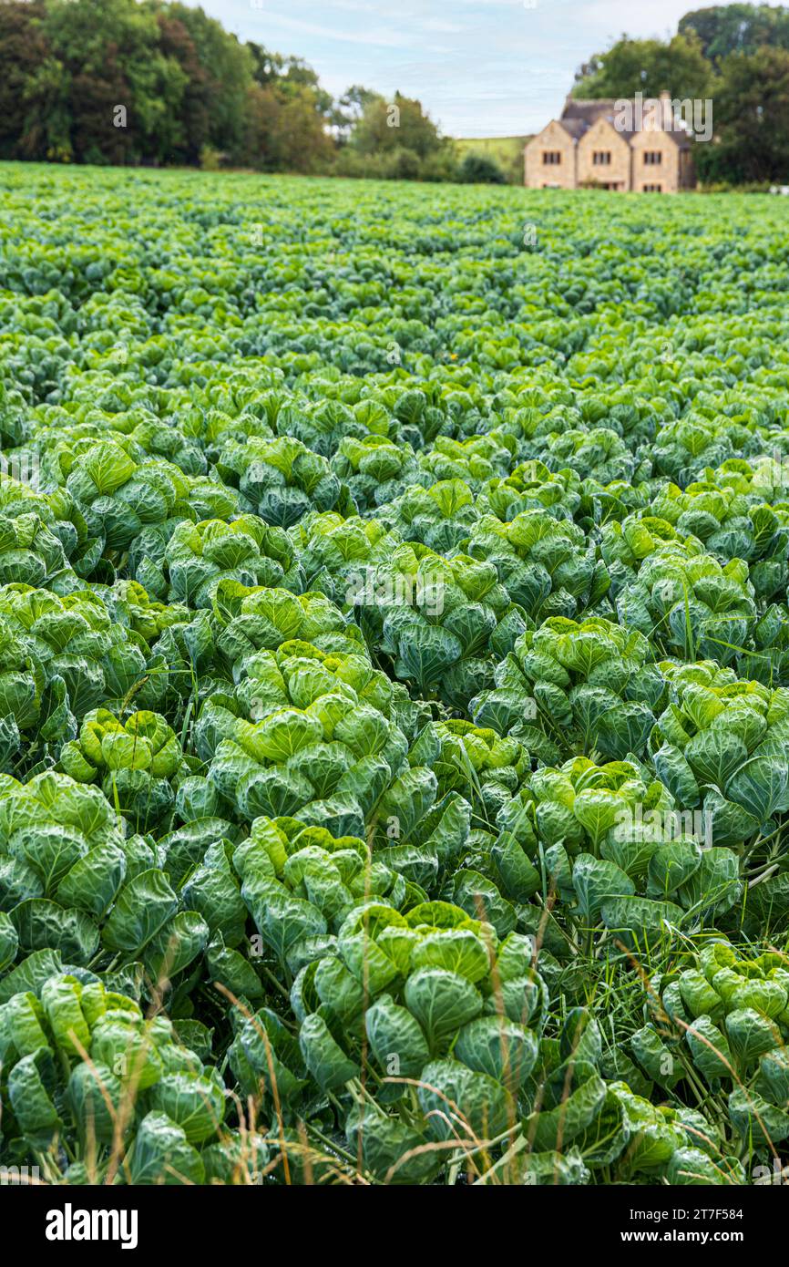 Cavoletti di Bruxelles che crescono in un campo vicino al villaggio Cotswold di Bourton sulla Hill Gloucestershire, Inghilterra Regno Unito Foto Stock