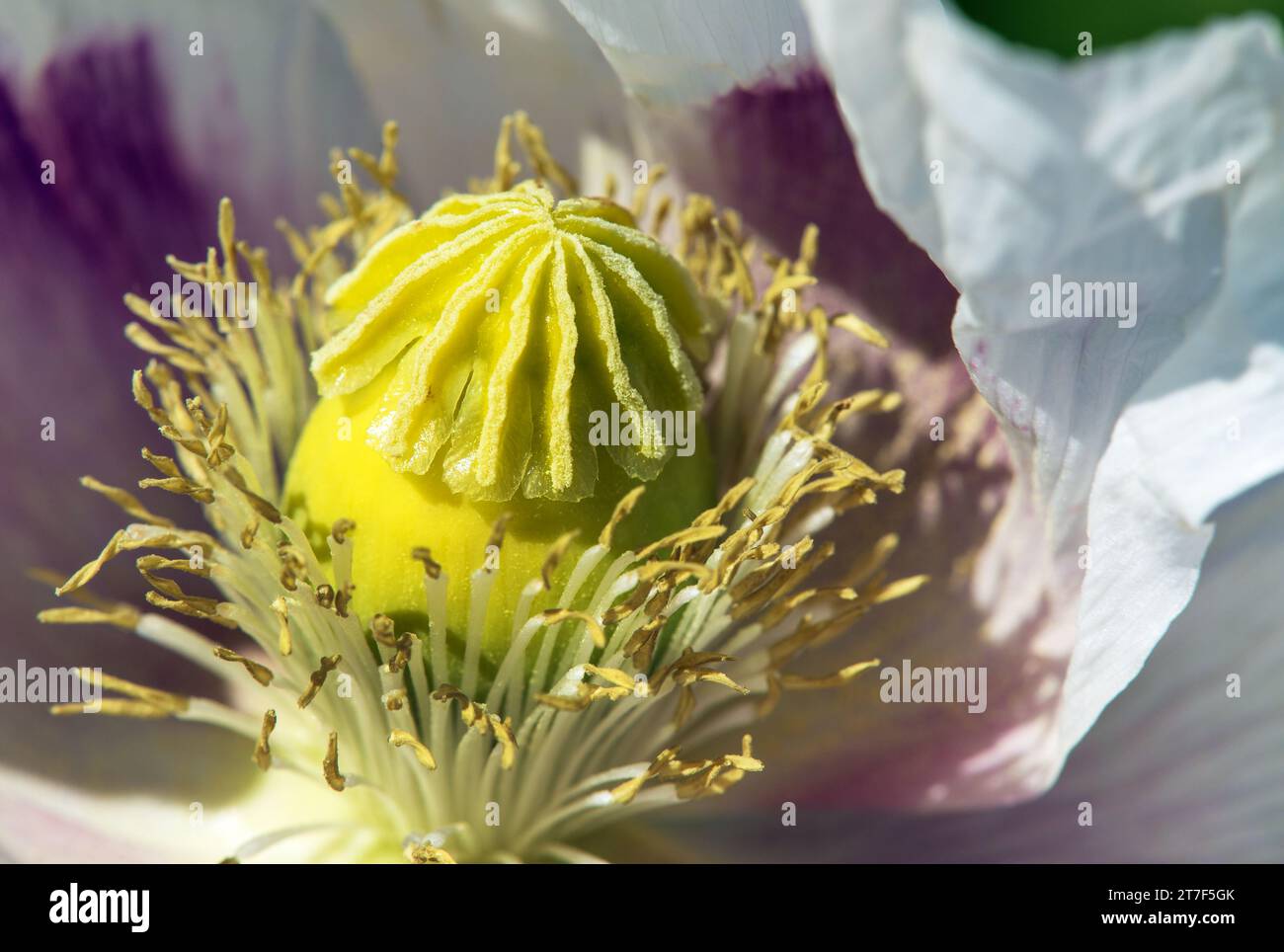 Particolare di papavero di oppio fiore, in latino papaver somniferum, bianco colorato papavero fiorito è coltivato in Repubblica ceca per l'industria alimentare Foto Stock