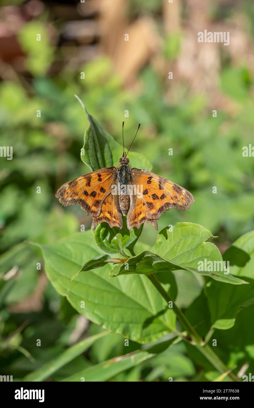 Una bellissima farfalla di Polygonia c-album su una foglia verde Foto Stock