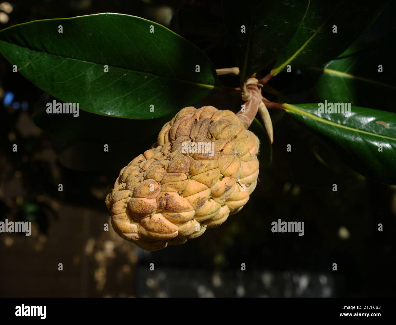 Fioritura dell'albero di magnolia Foto Stock