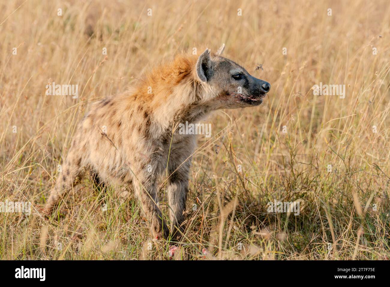 La iena nel Masai Mara Kenya Africa Foto Stock